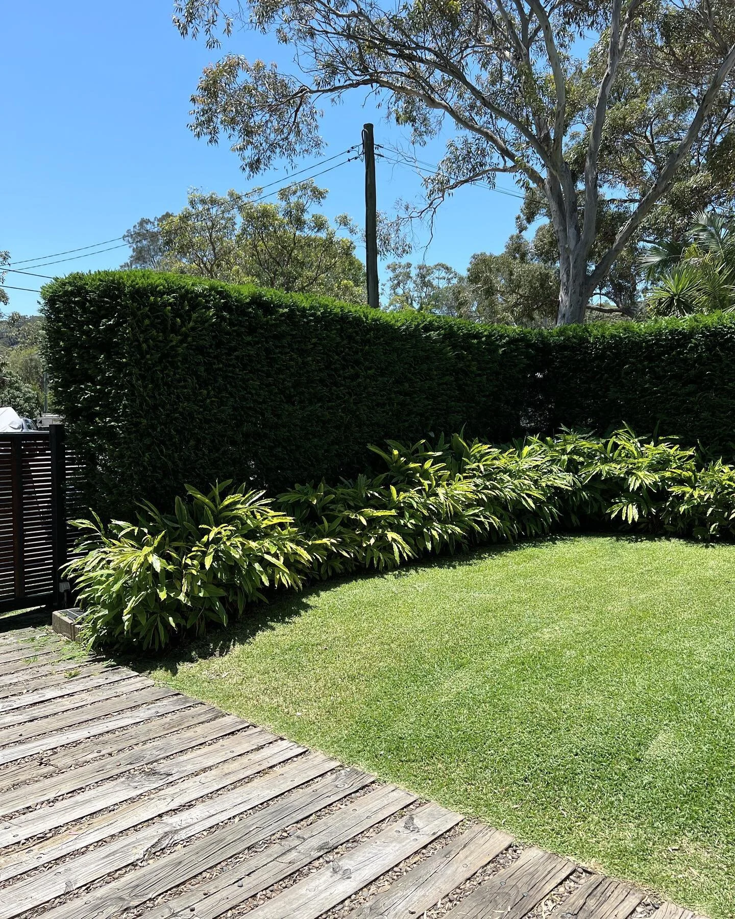 Another day of hedging and mowing lawns…🌱
.
.
.
.
.
.
#gardens #gardening #gardeningaustralia #gardenersofinstagram #hedging #mowing #ecofriendlygardening #ecogardening #gardenlovers #batterypowered #pellenc #egopowertools #niwaki #hasegawala