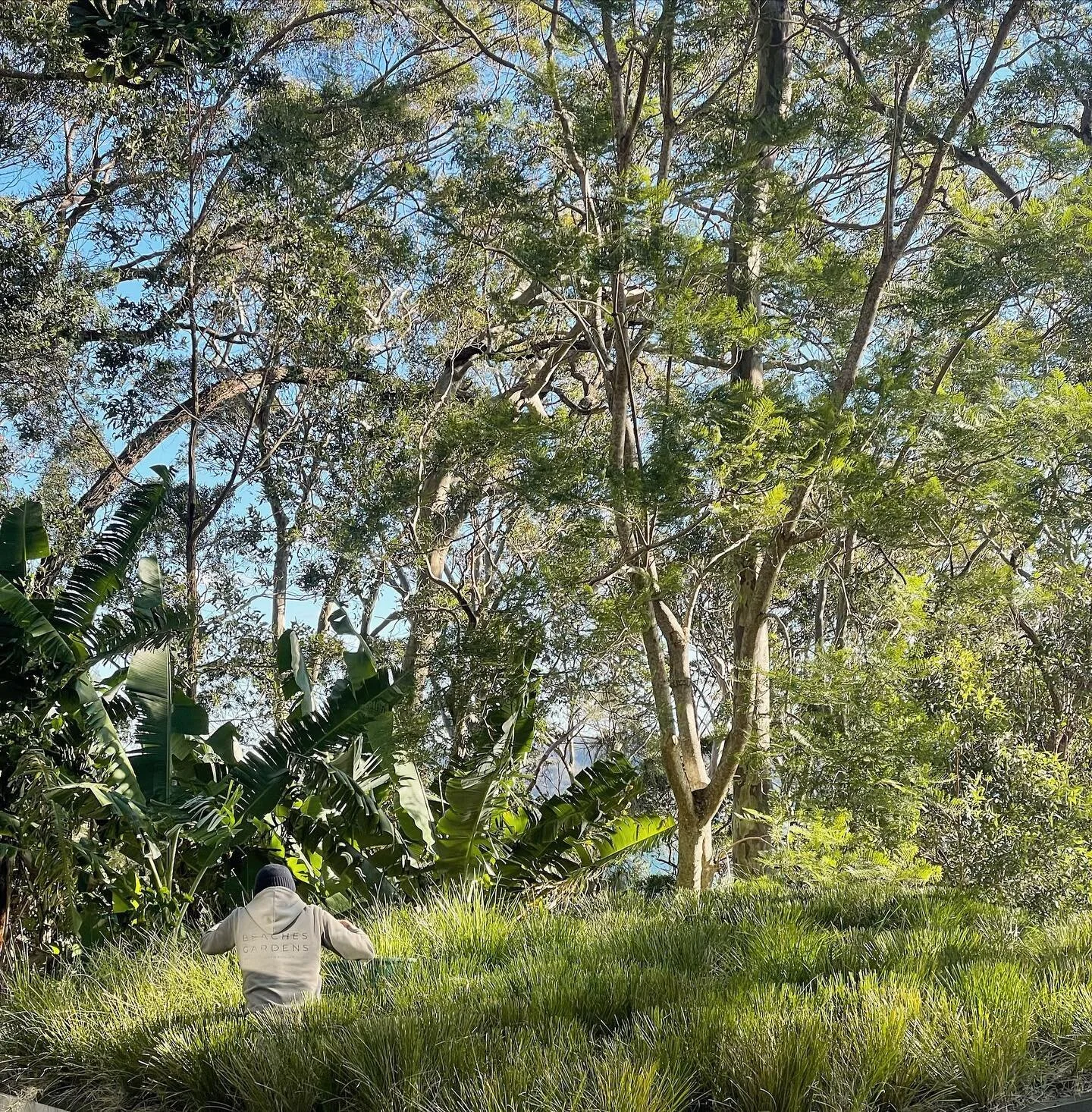Trimming Lomandra in the winter sunshine… 🌱 
.
.
.
.
#gardens #gardening #gardeningaustralia #gardenersofinstagram #plants #ecofriendlygardening #ecogardening #beachesgardens #smallbusiness #supportsmallbusiness  #outdoors #lovewhatyoudo #pi