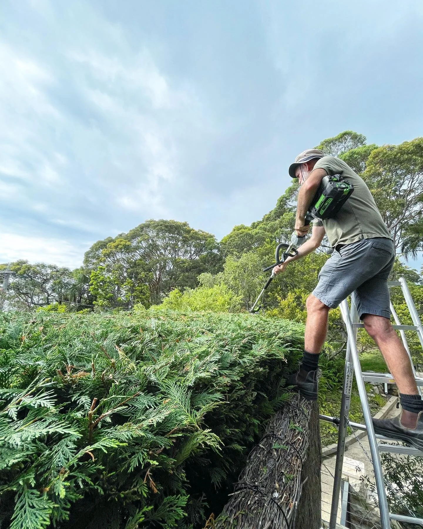 Conifer trimming this morning using my super quiet battery powered @egopowerplusau hedger and trusty @hasegawa_tripod ladder… 🌱 🪜 
.
.
.
.
.
.
#gardens #gardening #gardeningaustralia #gardenersofinstagram #hedging #ecofriendlygardening #eco