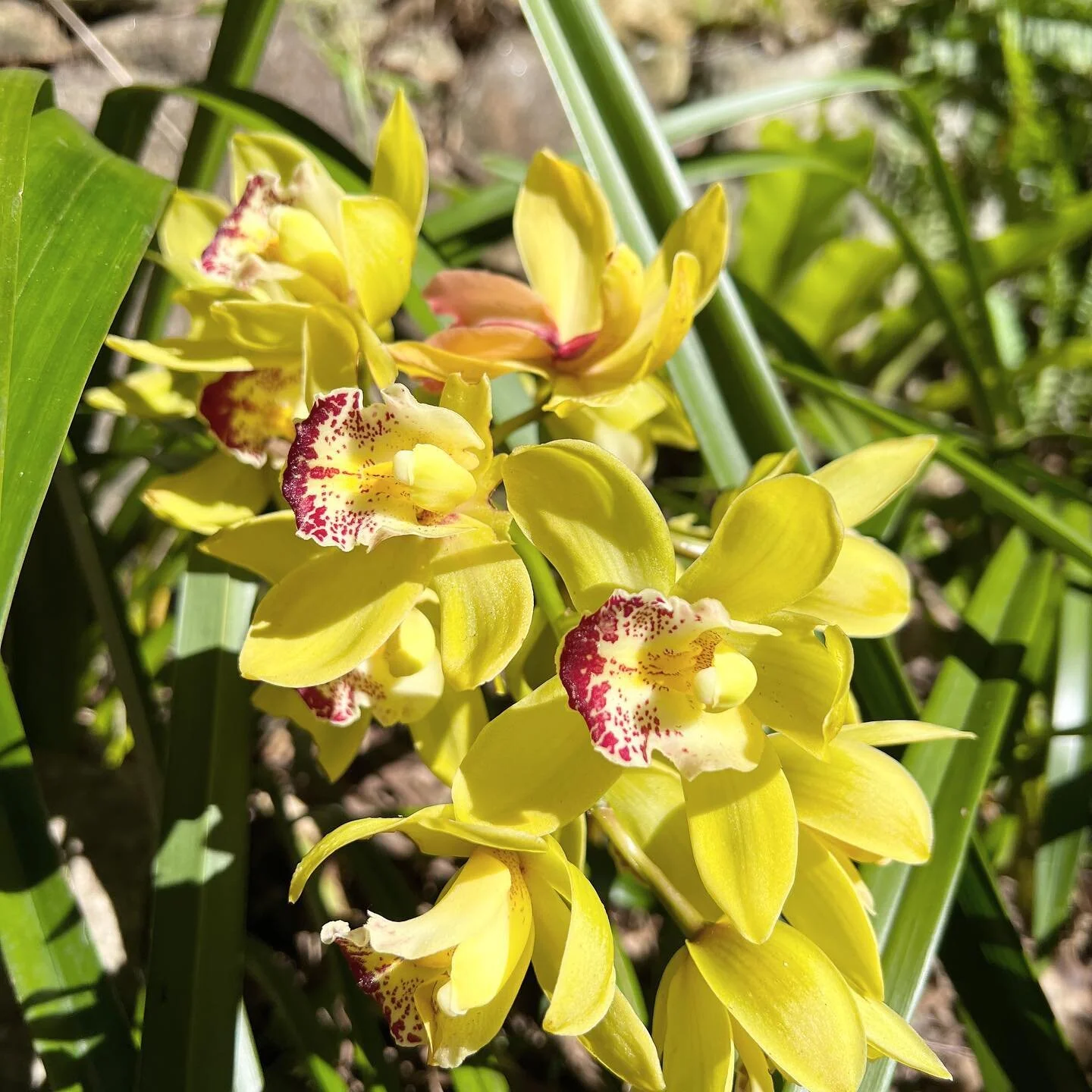 Orchids looking pretty in a client’s garden… 🌼 
.
.
.
.
.
.
.
.
#gardens #gardening #gardeningaustralia #gardenersofinstagram #flowers #orchids #gardenlovers #whalebeach #northernbeaches #sydney