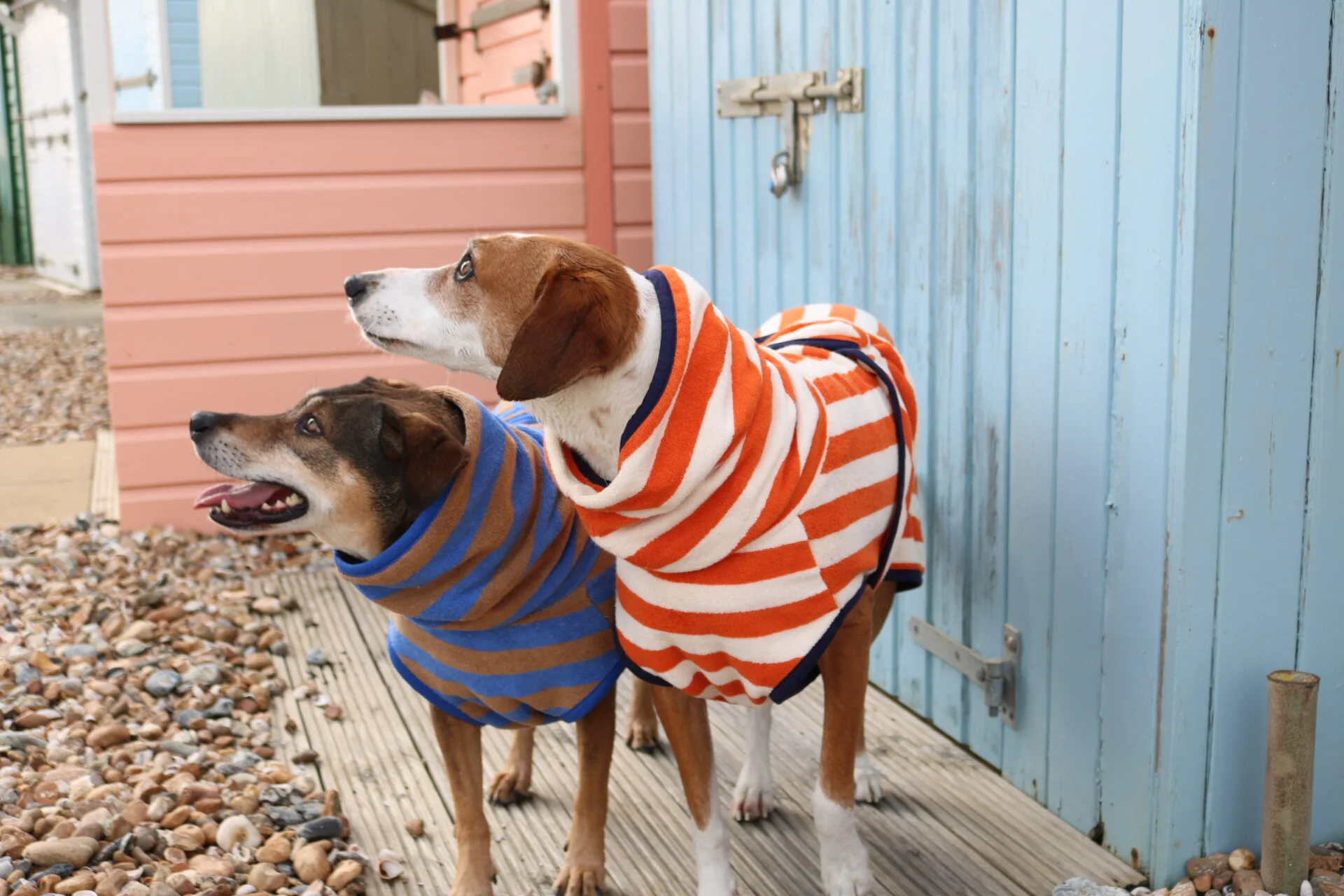 3 Classic Pranks To Play On Your Pooch Harbour Hounds