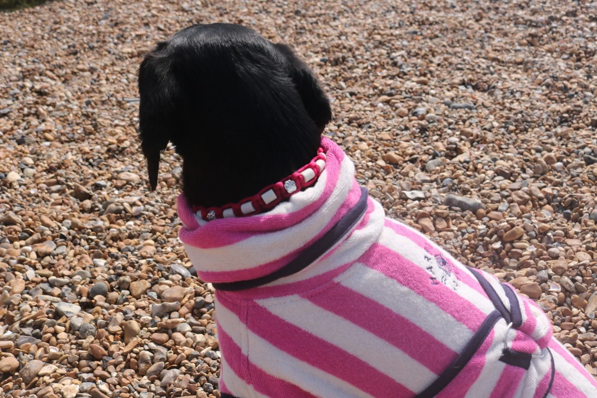 Dog Drying Robe Harbour Hounds