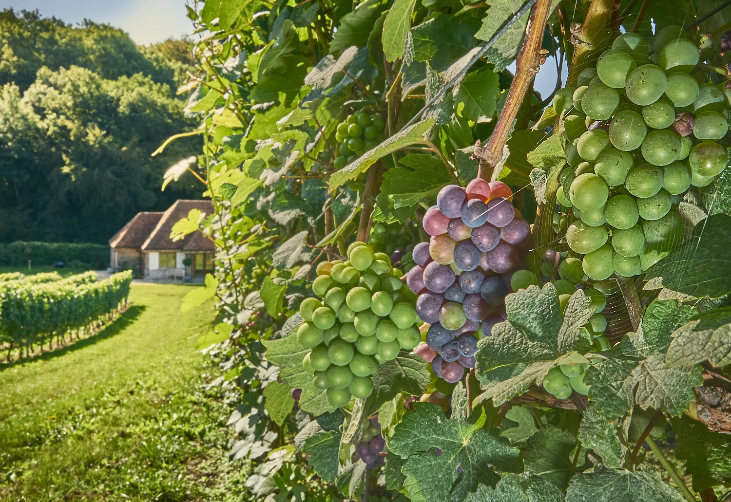 Wiston Estate Vineyard - Pinot Meunier Harvest 2018.jpg