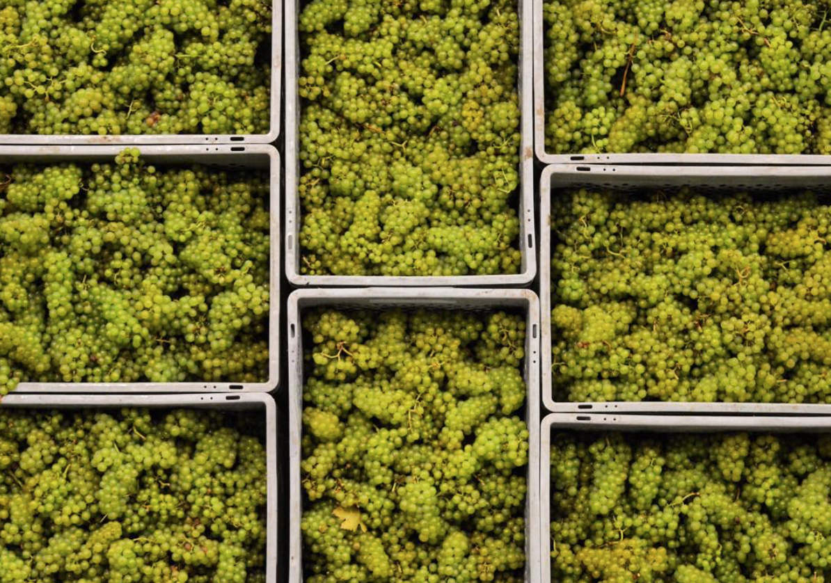 Nyetimber - Harvest 2015.png