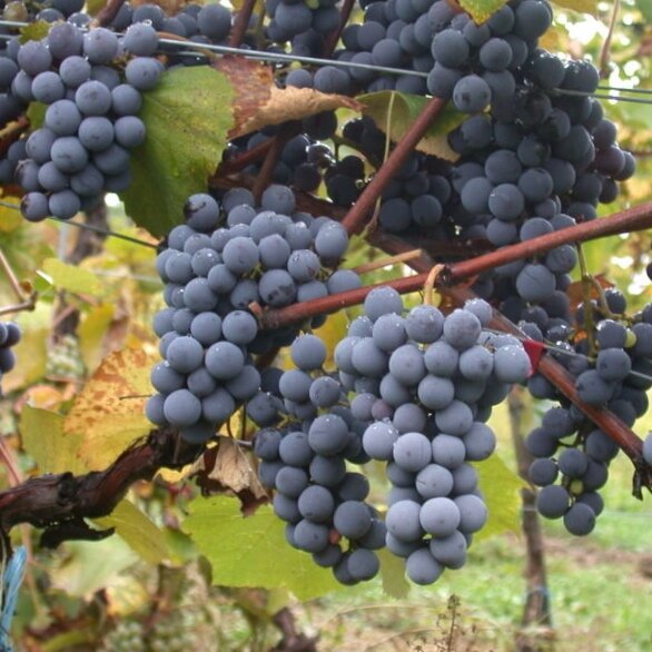 Gamay+Noir+-+GB+Vineyards+guide.jpg