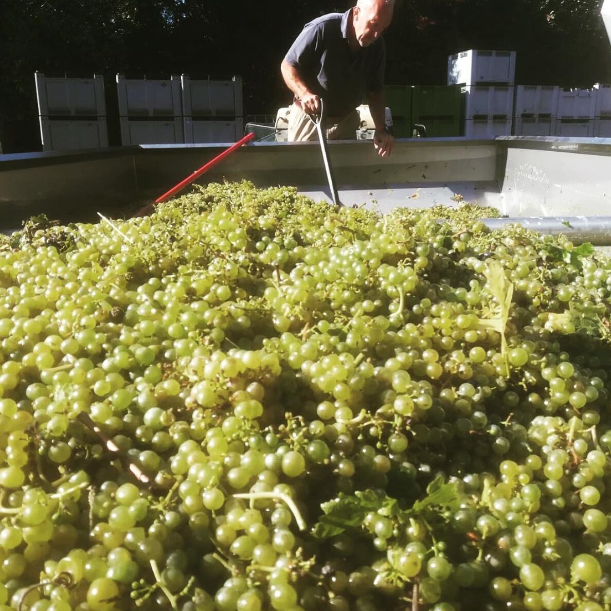 Denbies+-+Reichensteiner%2C+Harvest+2018.jpg