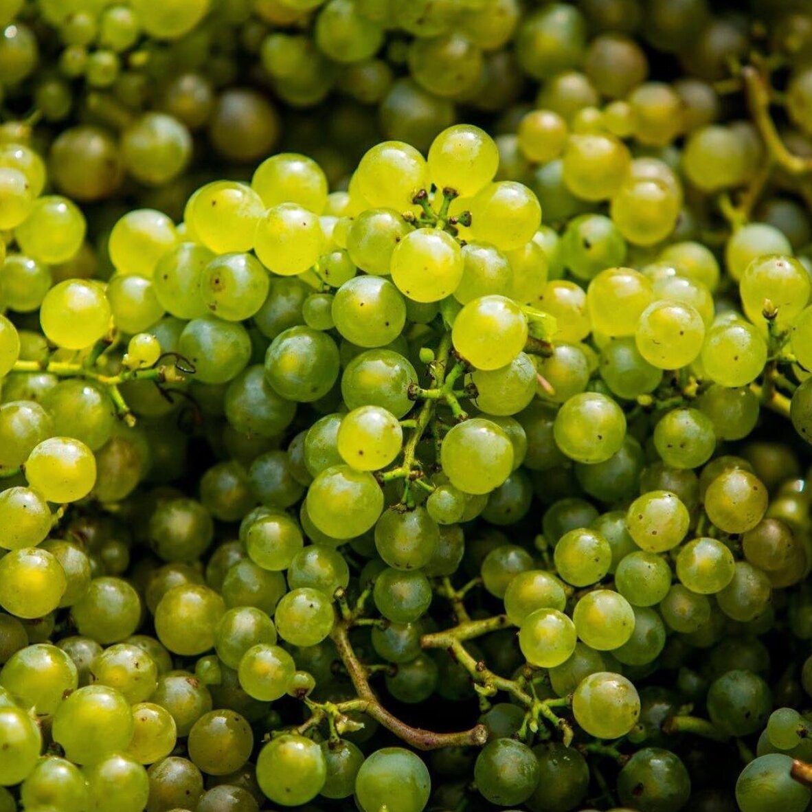 Simpsons+Wine+Estate+-+Chardonnay.jpg