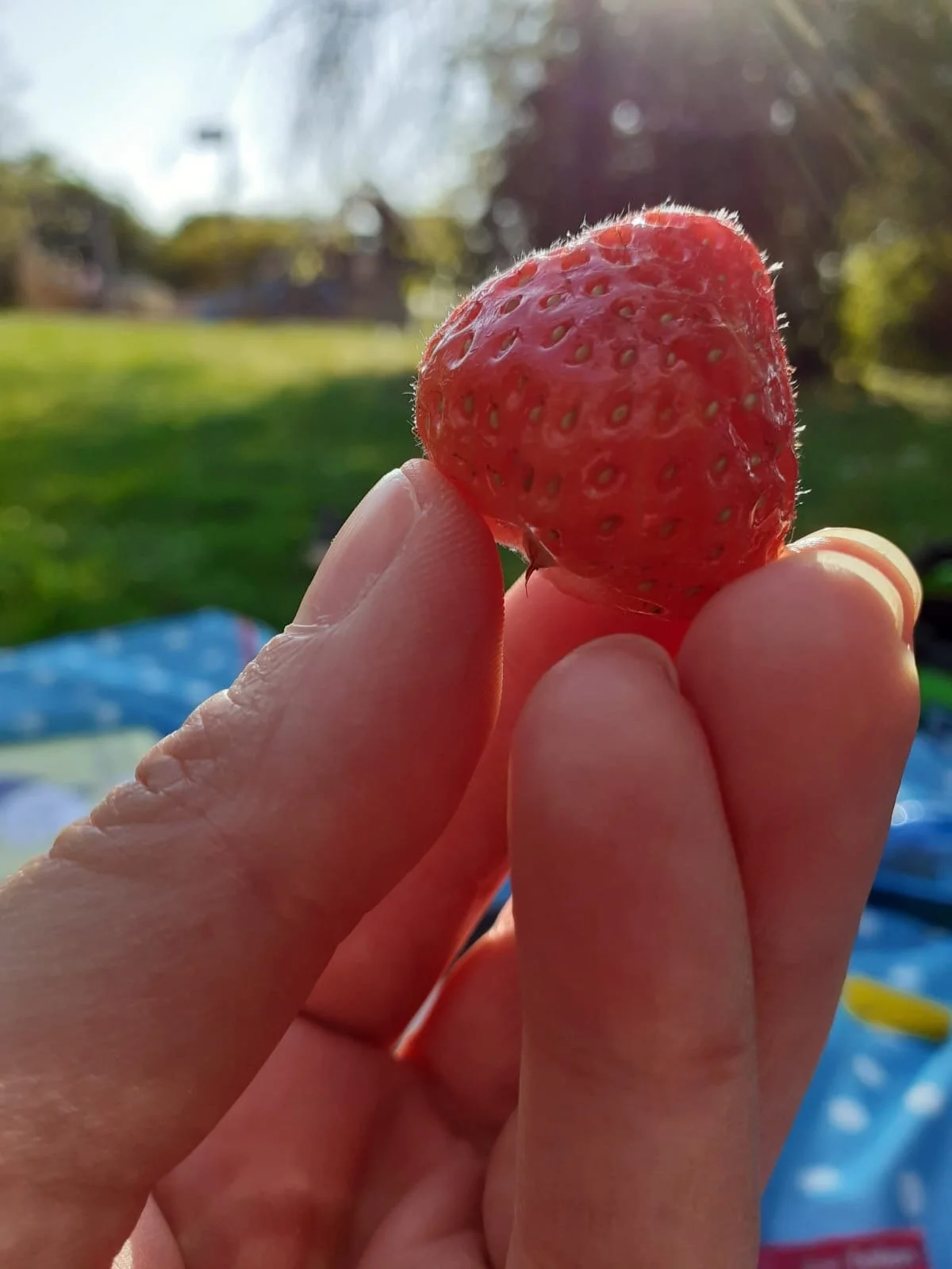Eine Erdbeere ist eine Erdbeere ist eine Erdbeere 