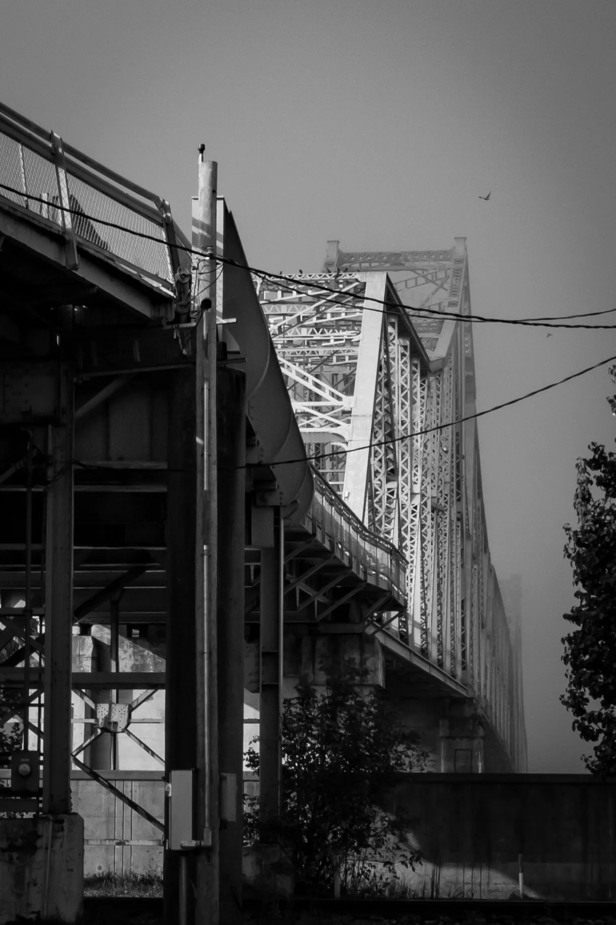 Old Bridge Birds