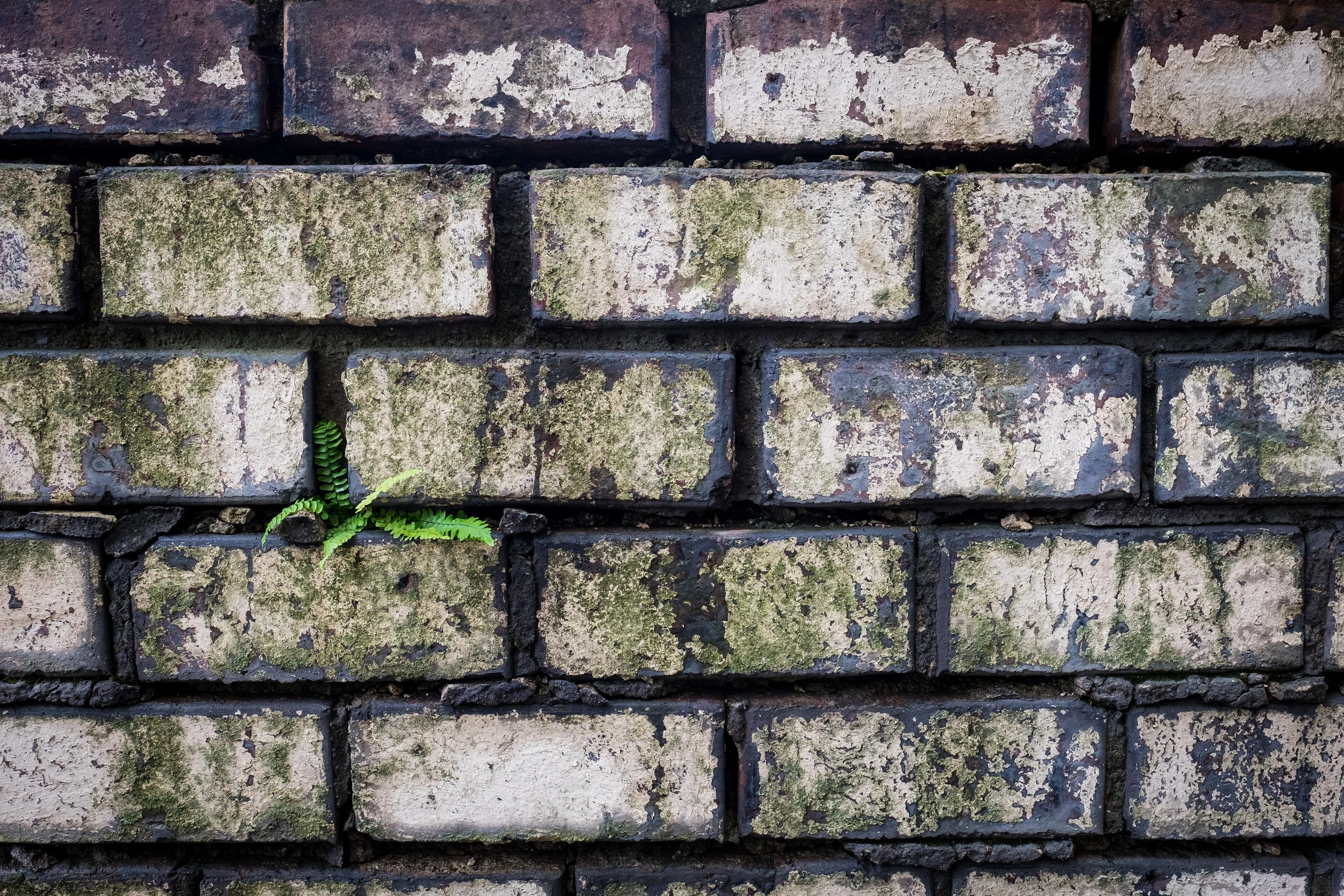 Life Finds a Way