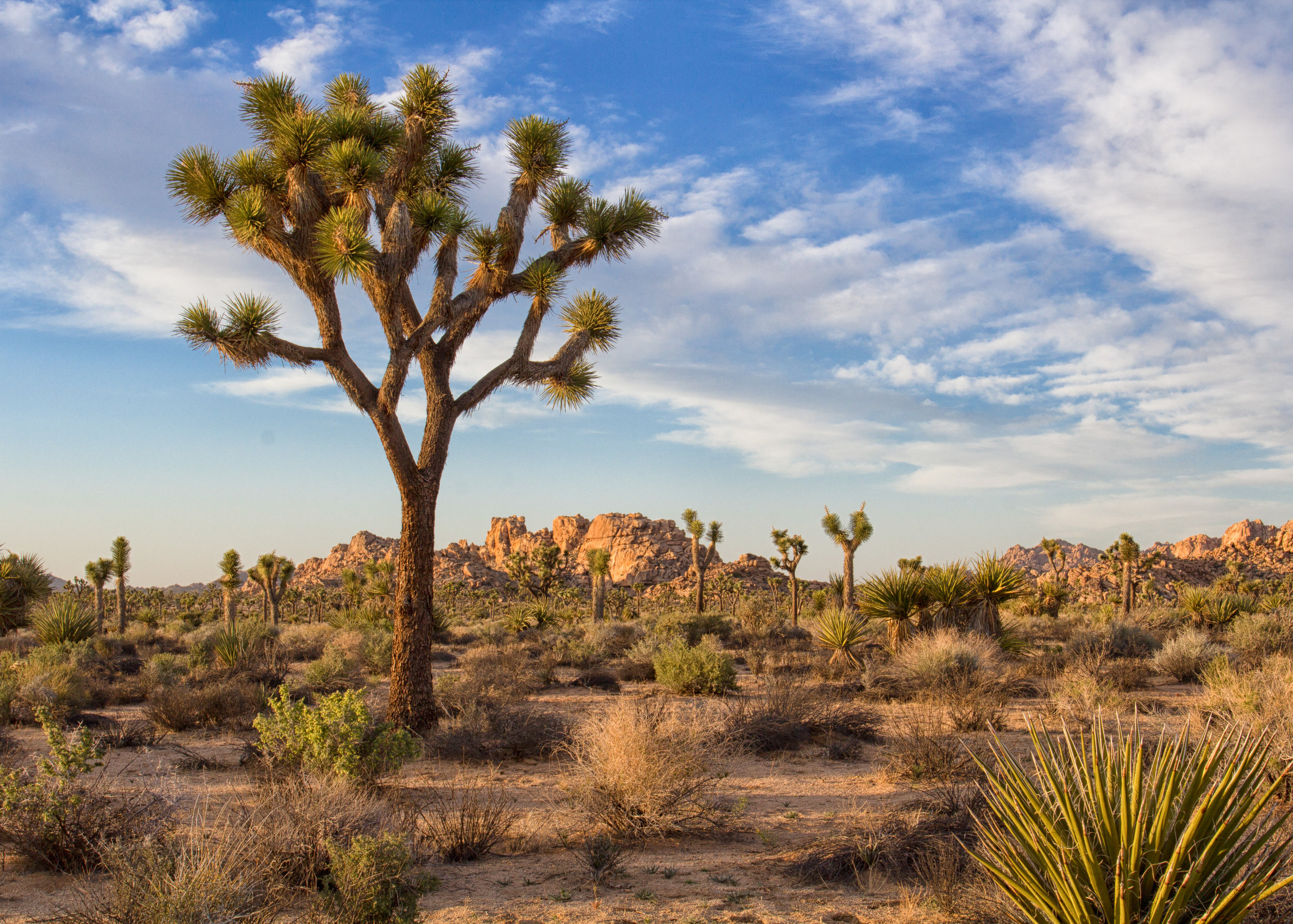 Joshua Tree Lands