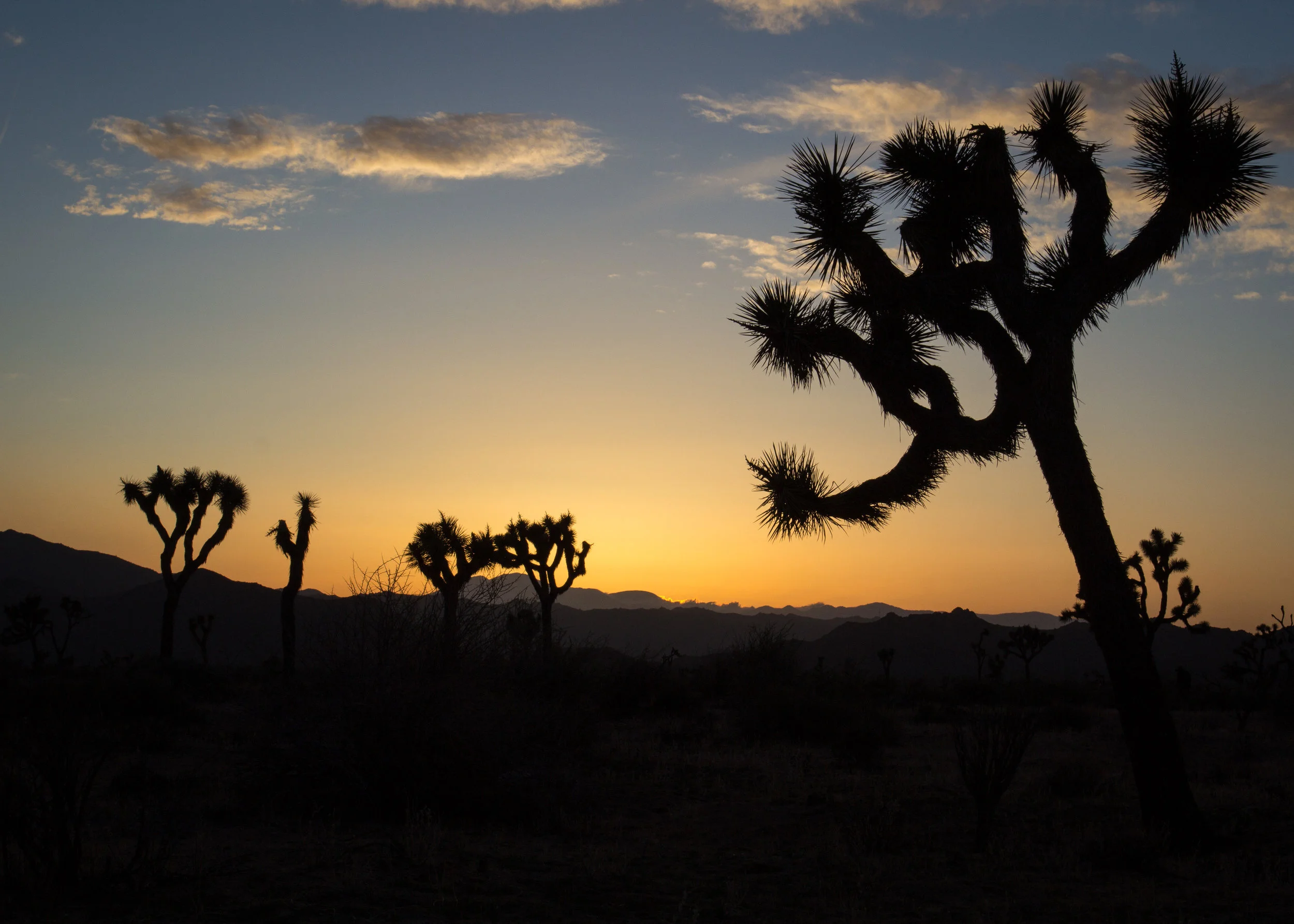 Joshua Tree Silhouette
