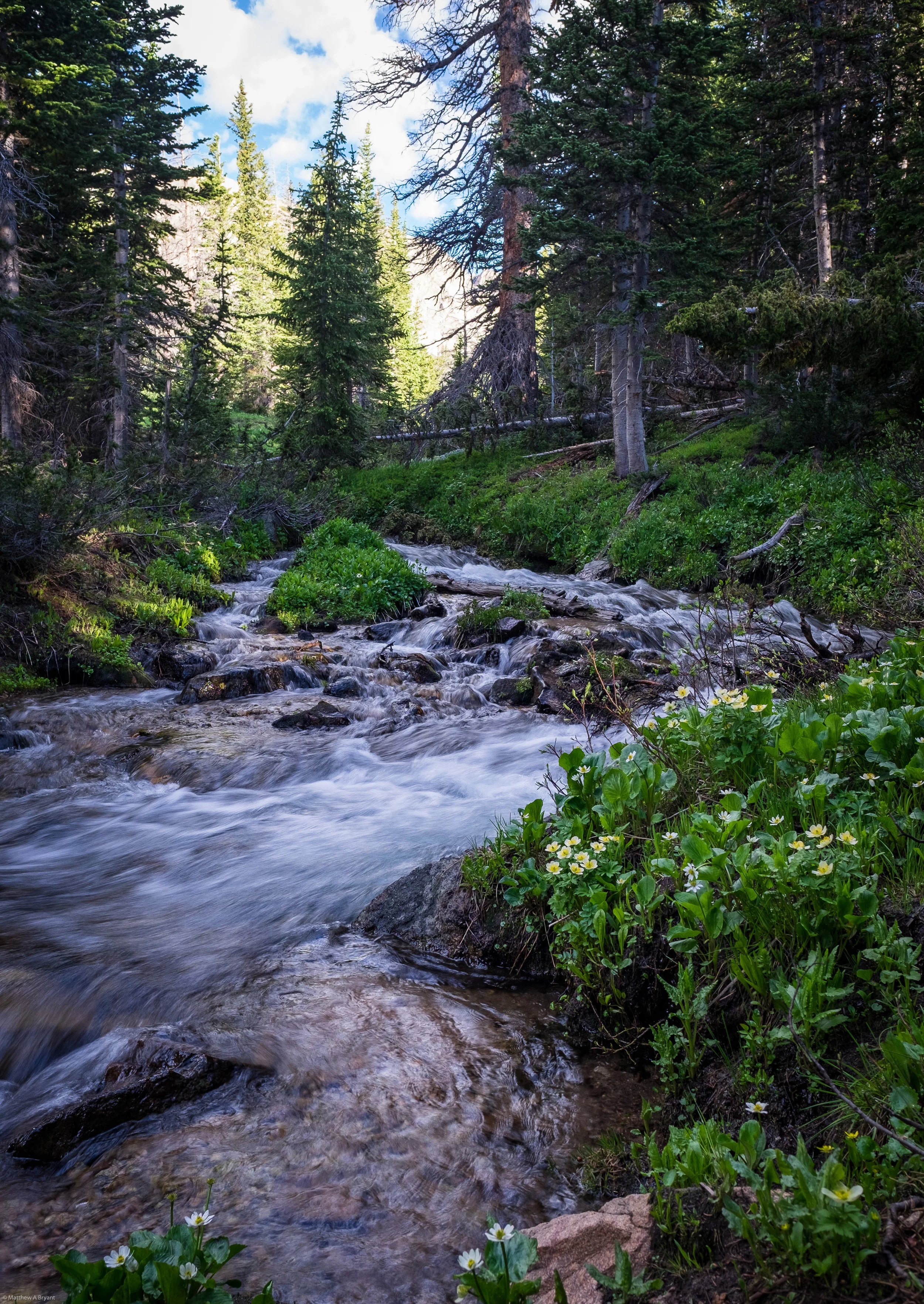 Mountain Creek &amp; Flowers