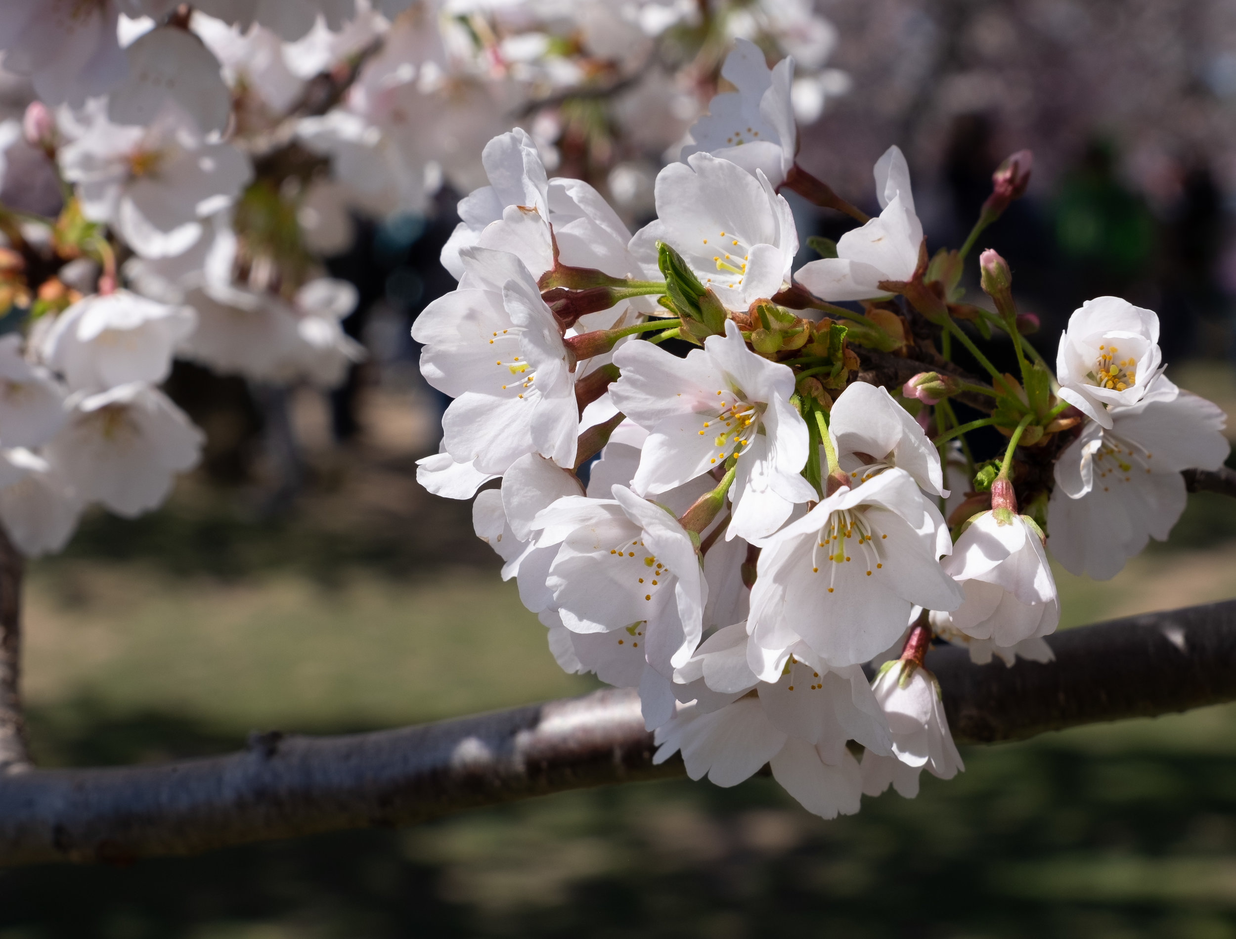 DCCherryBlossoms-2.jpg