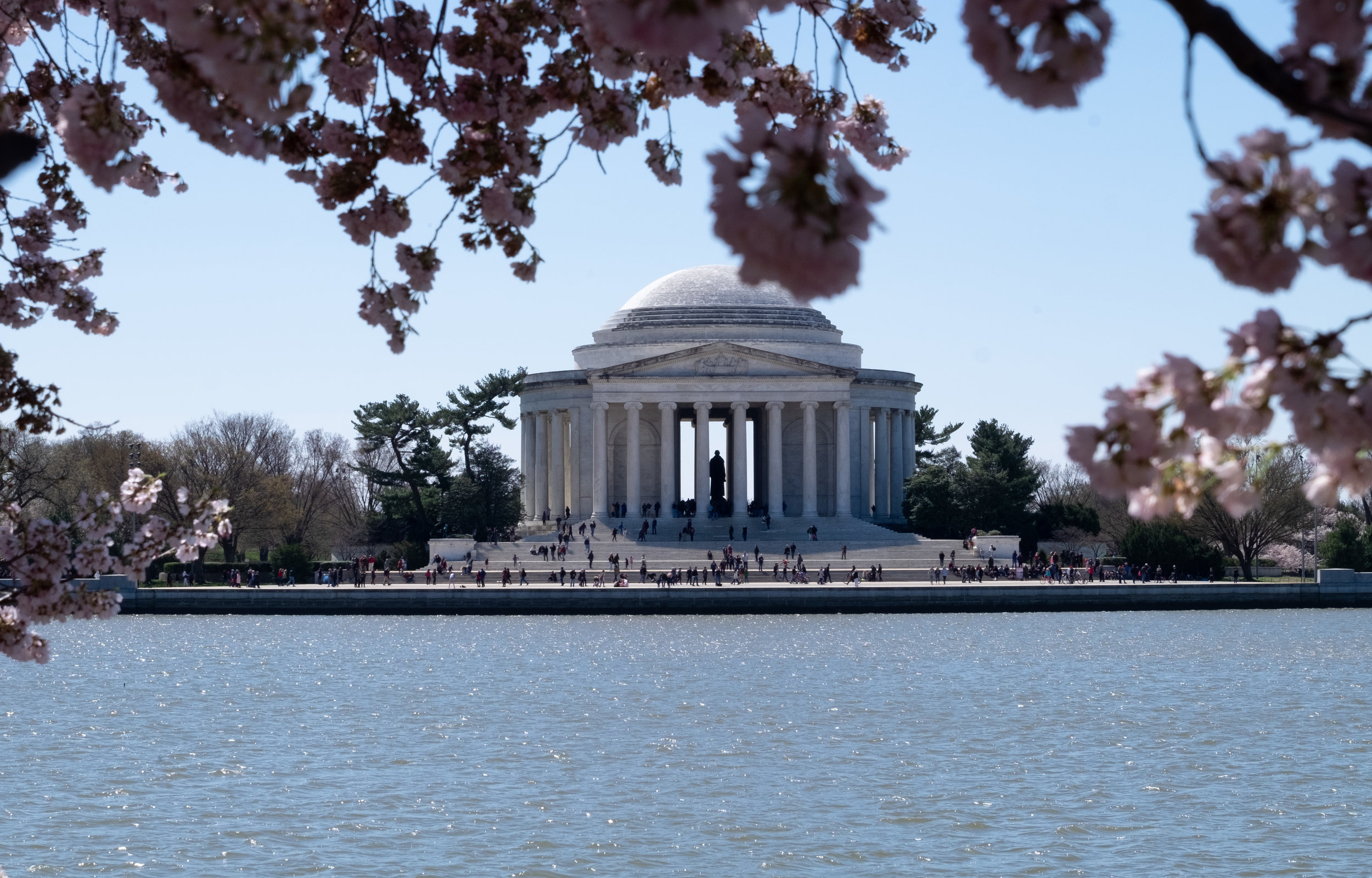 DCCherryBlossoms-1.jpg