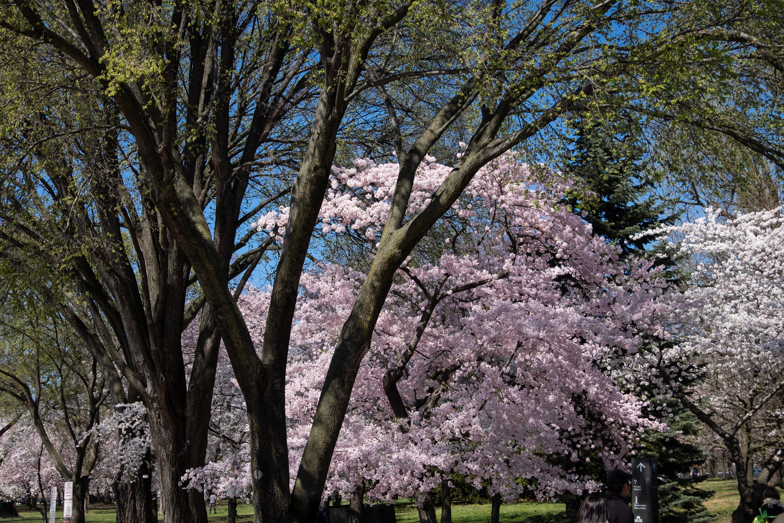 DCCherryBlossoms-3.jpg