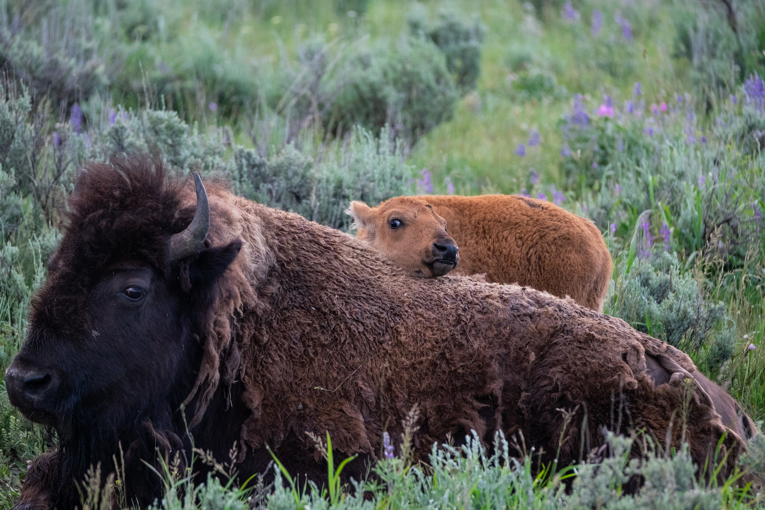 Iconic Yellowstone-2.jpg