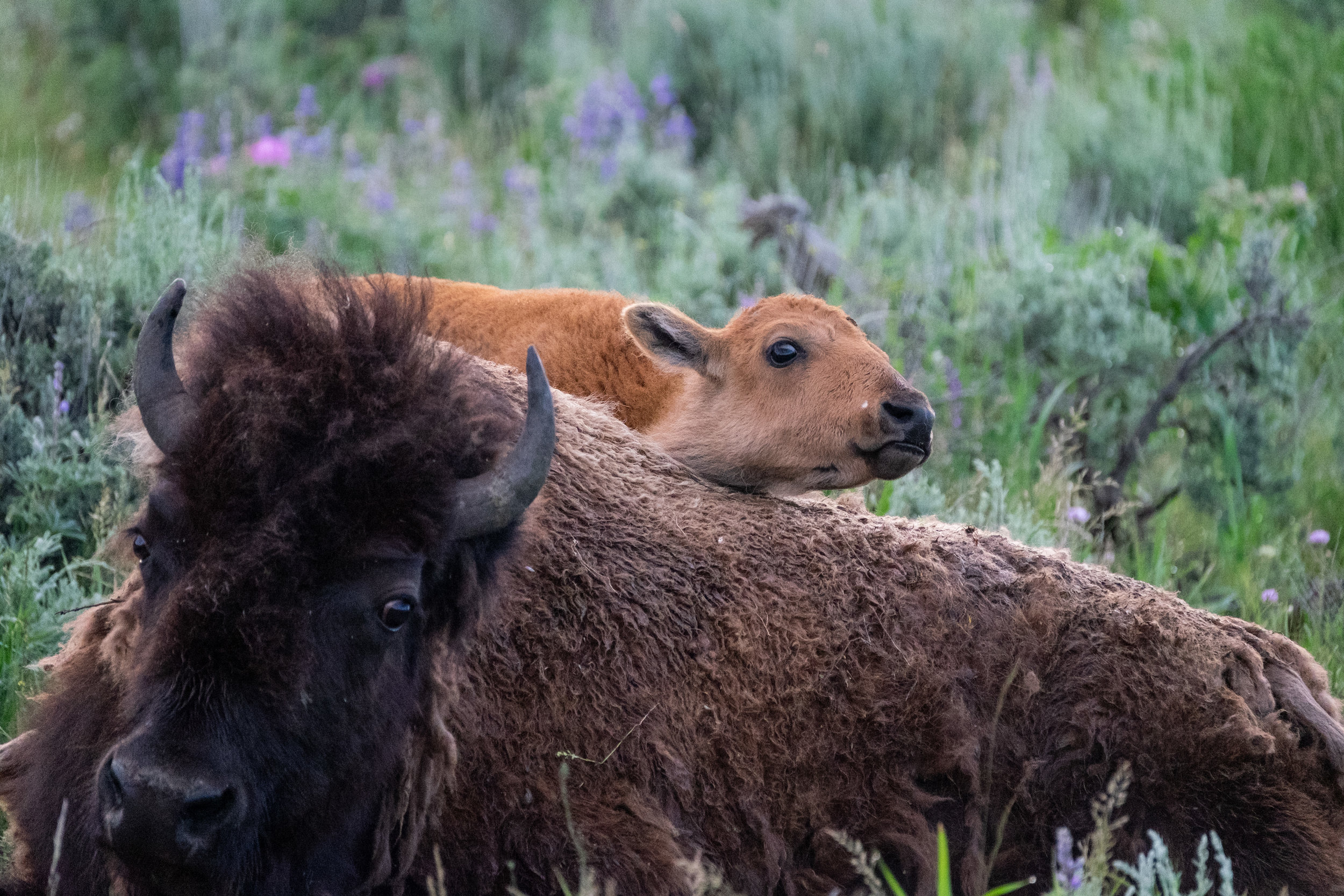 Iconic Yellowstone-1.jpg