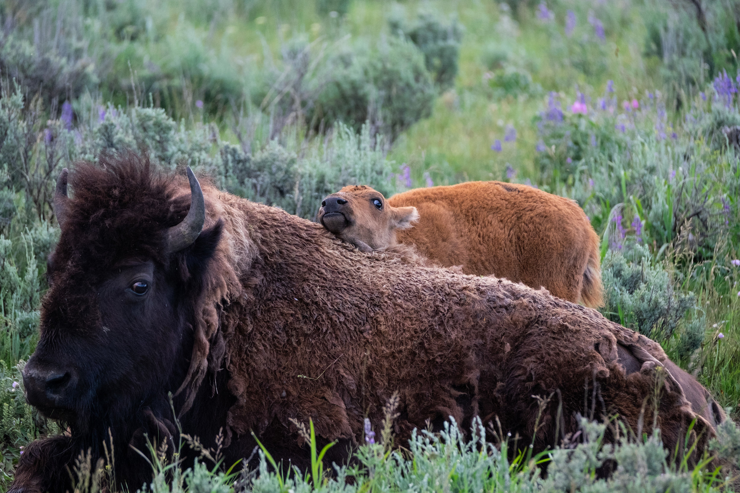 Iconic Yellowstone-3.jpg