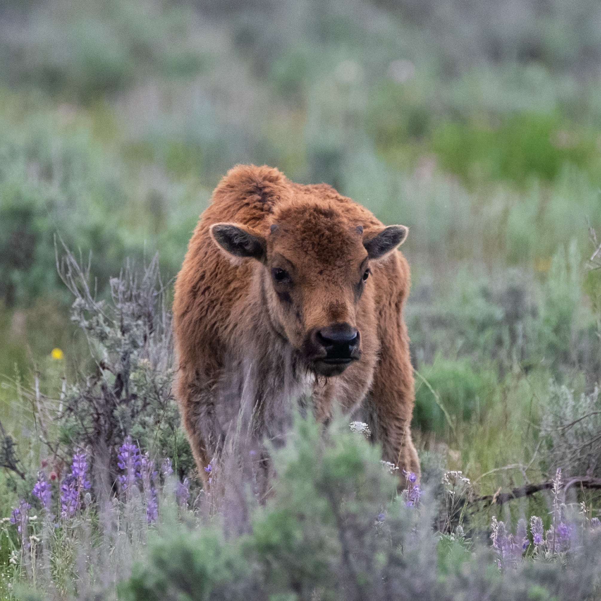 Iconic Yellowstone-8.jpg