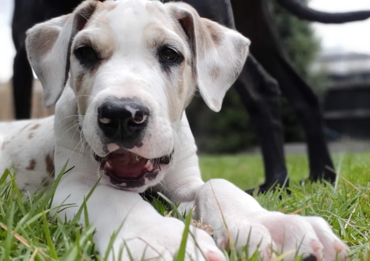 The Dog Training and Behaviour Industry