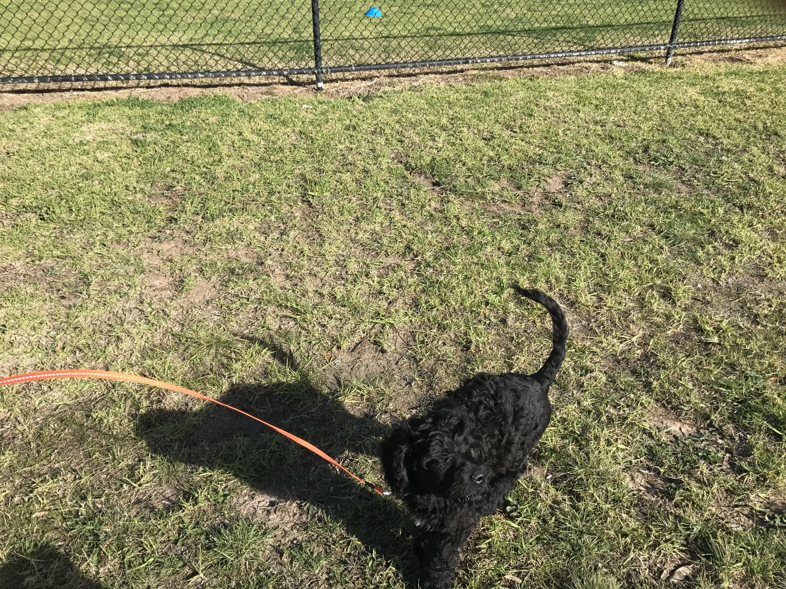 Teaching a reliable recall or “come”