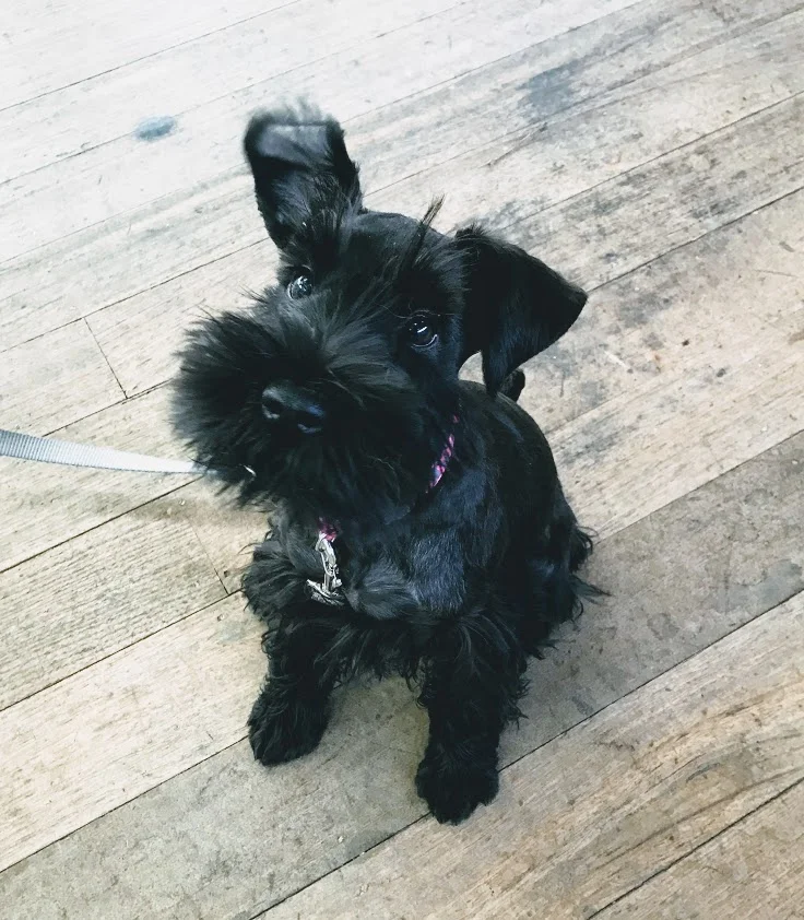 Training for an independent puppy