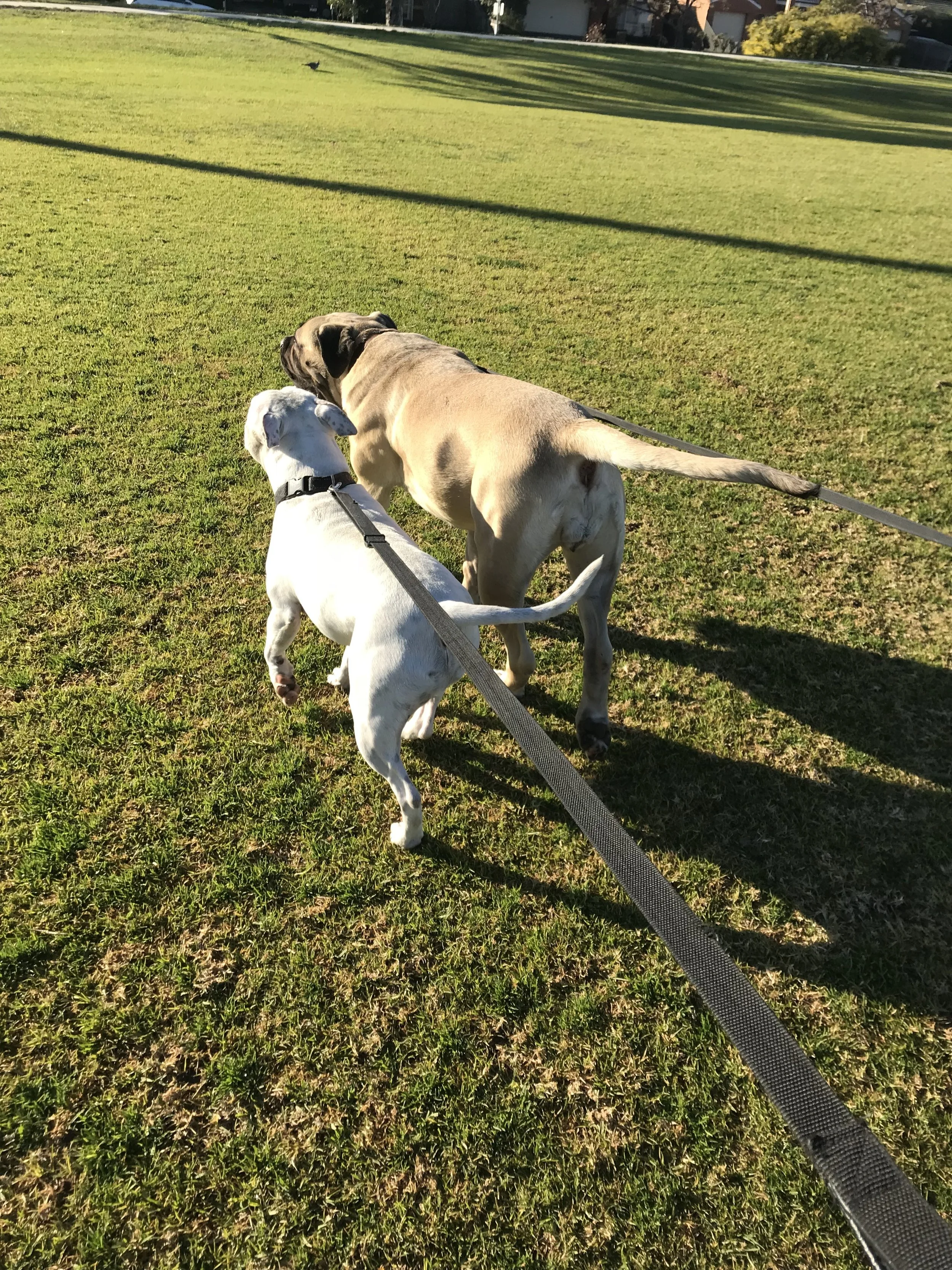 Are dog parks good for my dog?