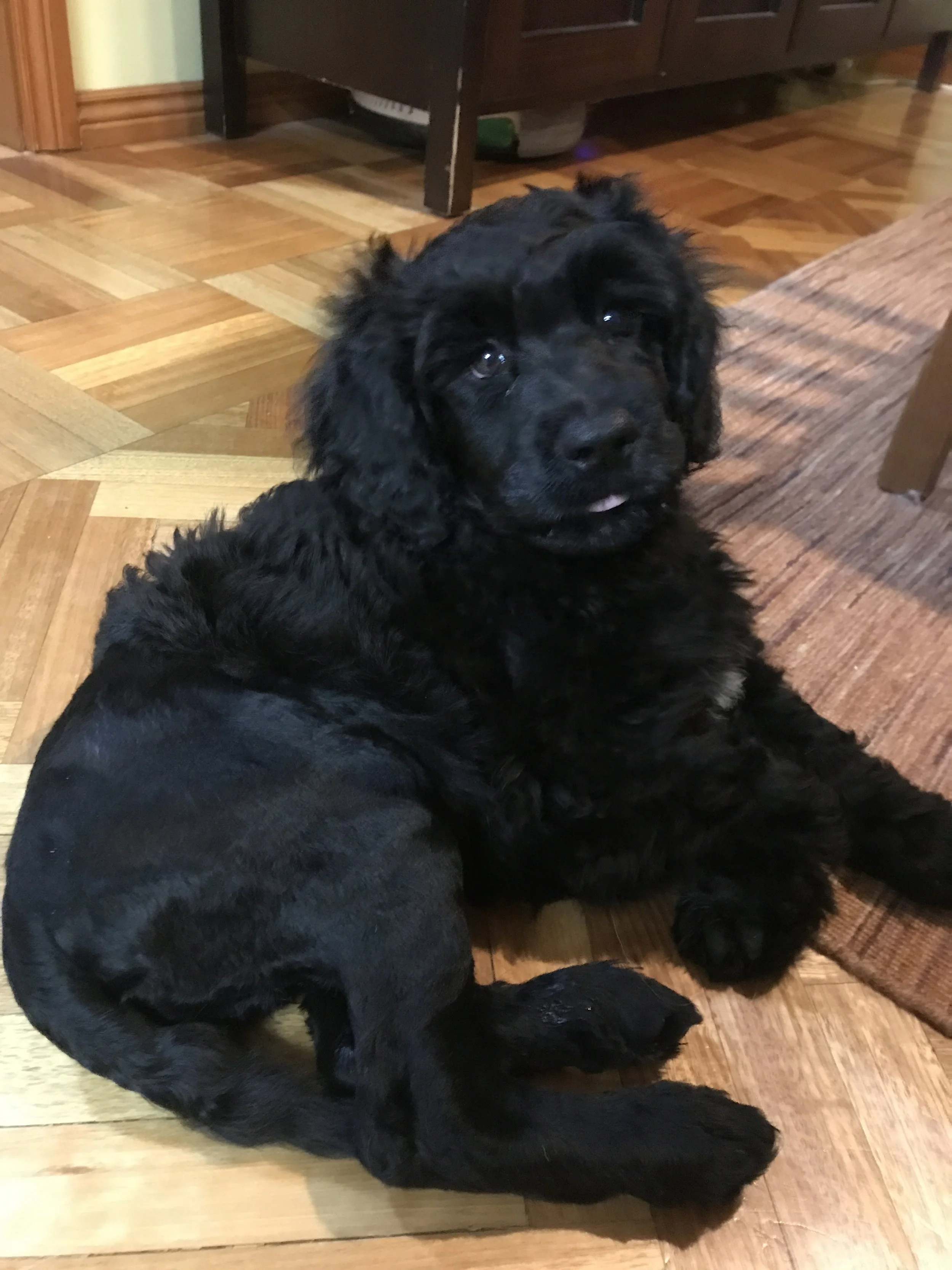 Toilet training puppies