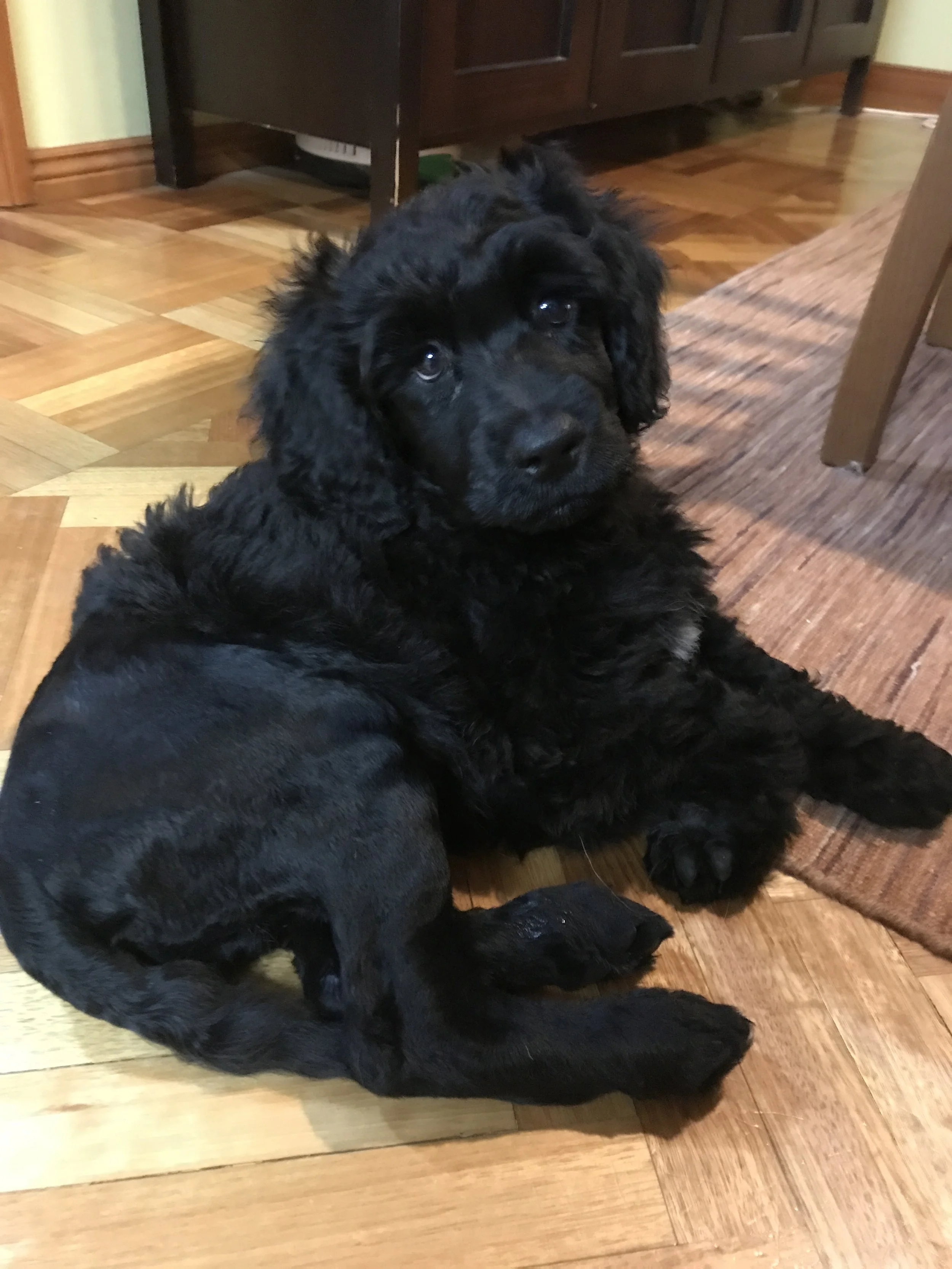 trouble toilet training puppy