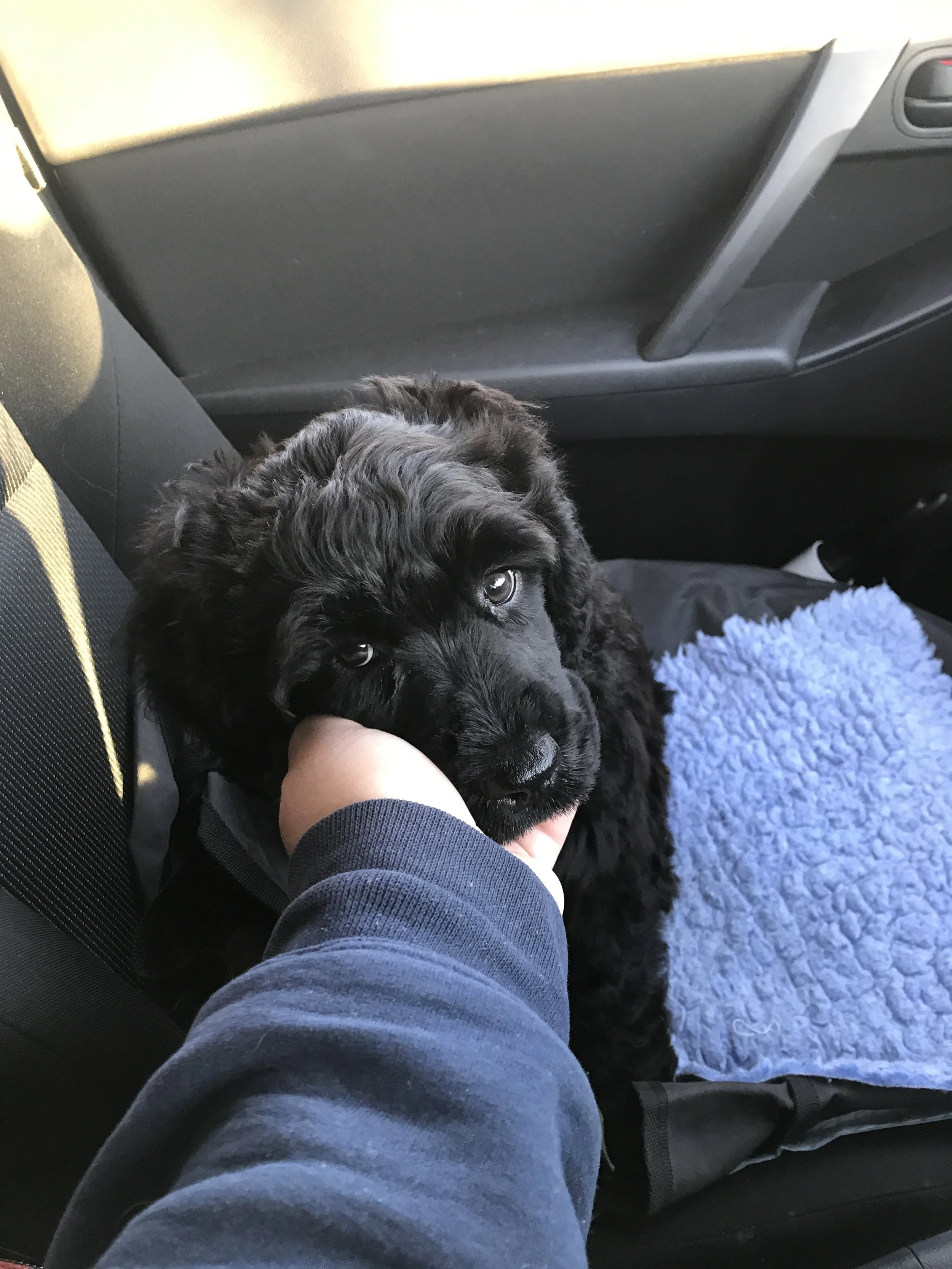 Raising Bennett: Choosing your new family member