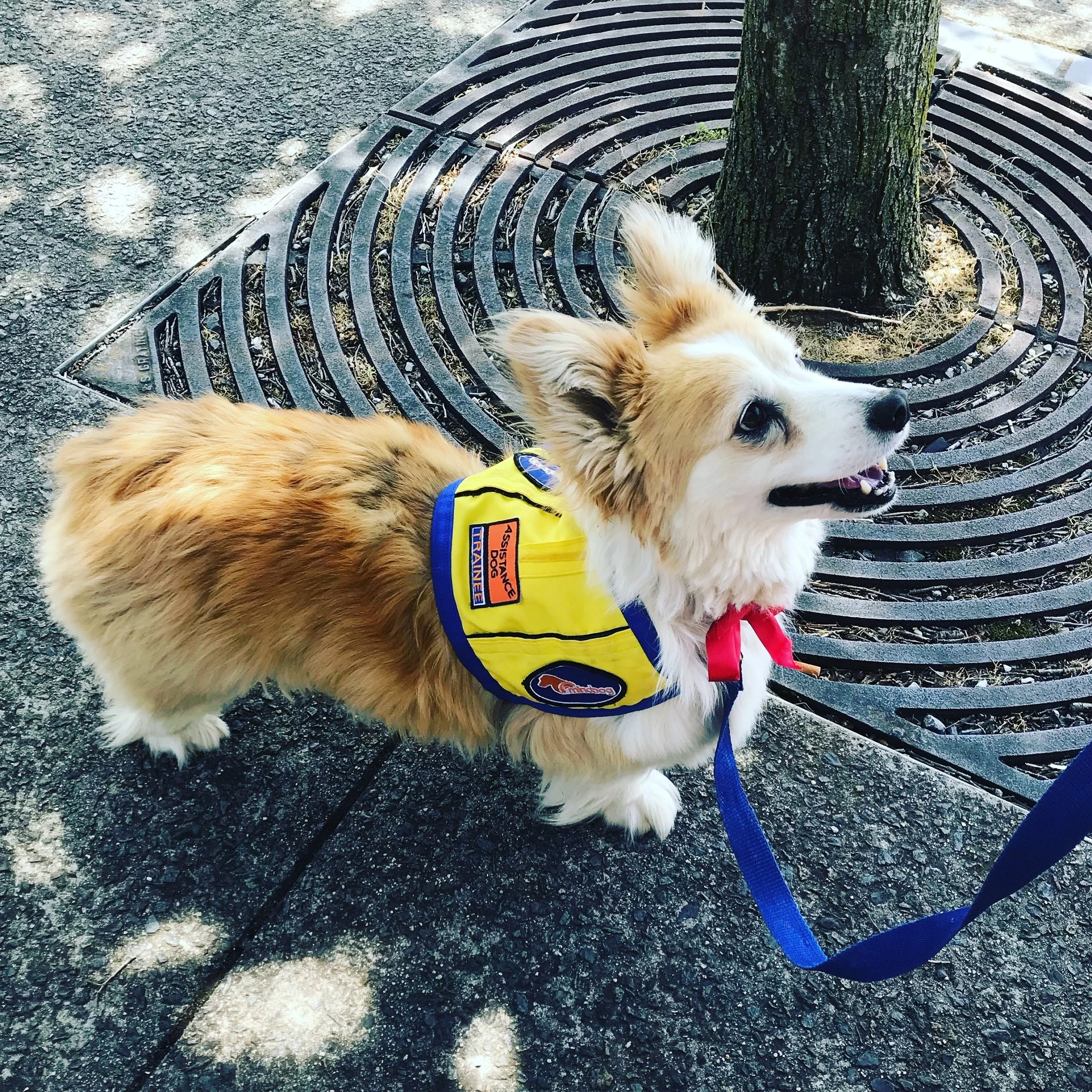 Assistance dogs, therapy dogs, emotional support animals….what does it all mean?