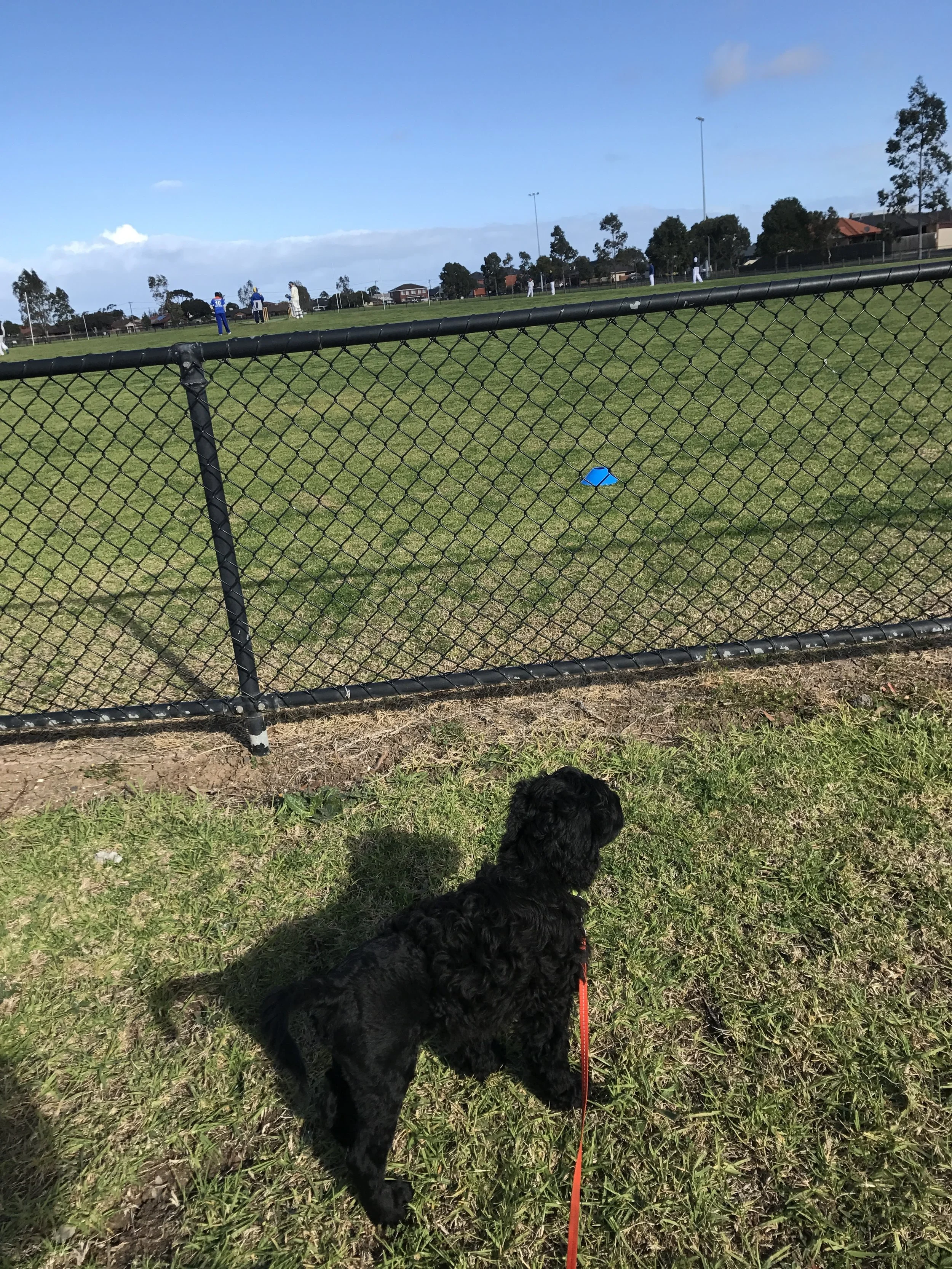 Raising a puppy to be a therapy dog – the baby months.