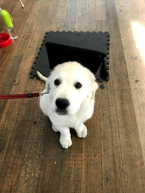 Cooper graduation pic.jpg