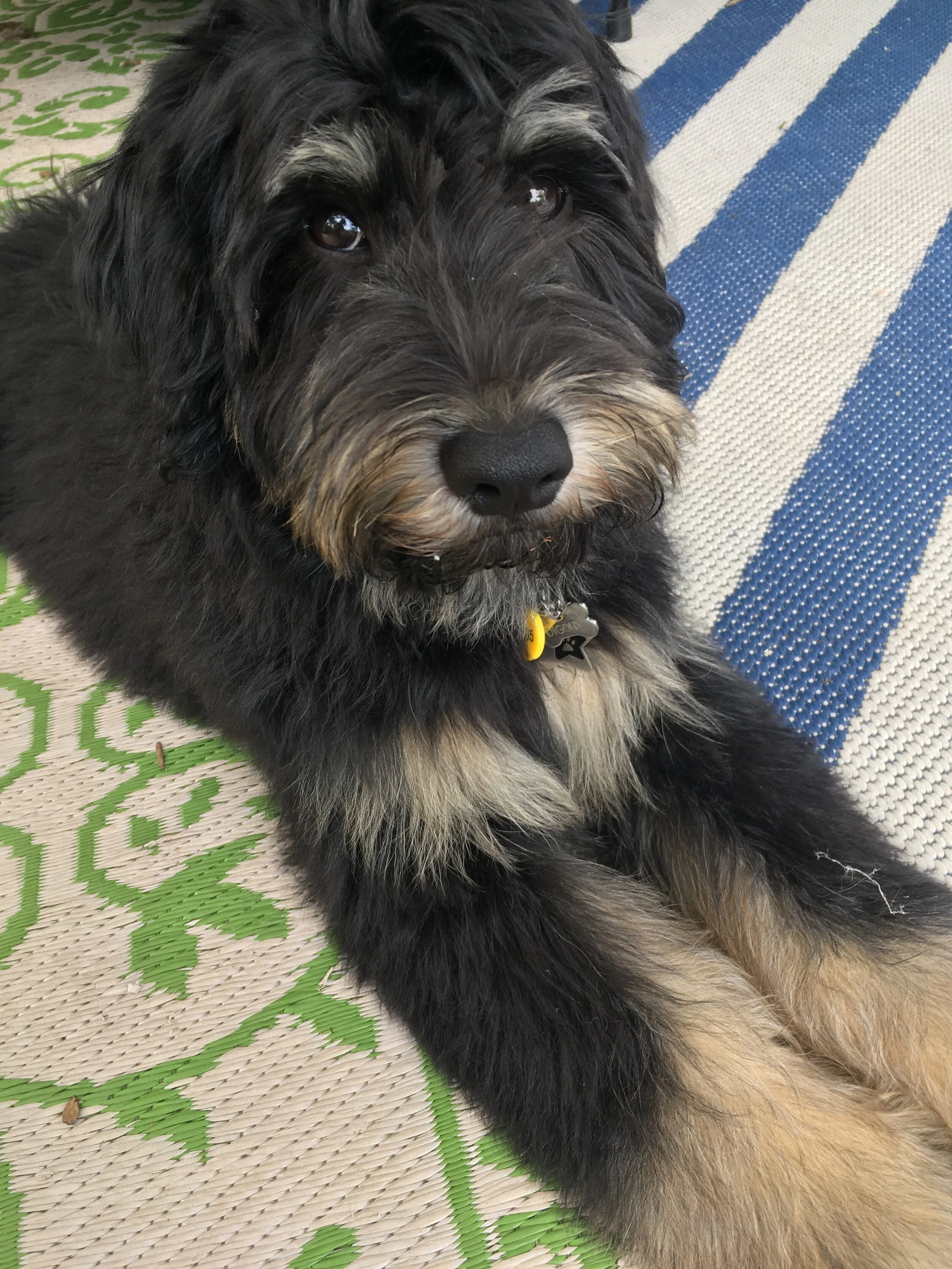 Raising a puppy during the Covid-19 lockdown