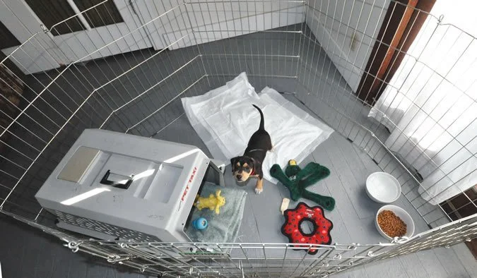 Setting up a safe place to spend some alone time.  https://www.whole-dog-journal.com/puppies/the-first-week-with-a-new-puppy/