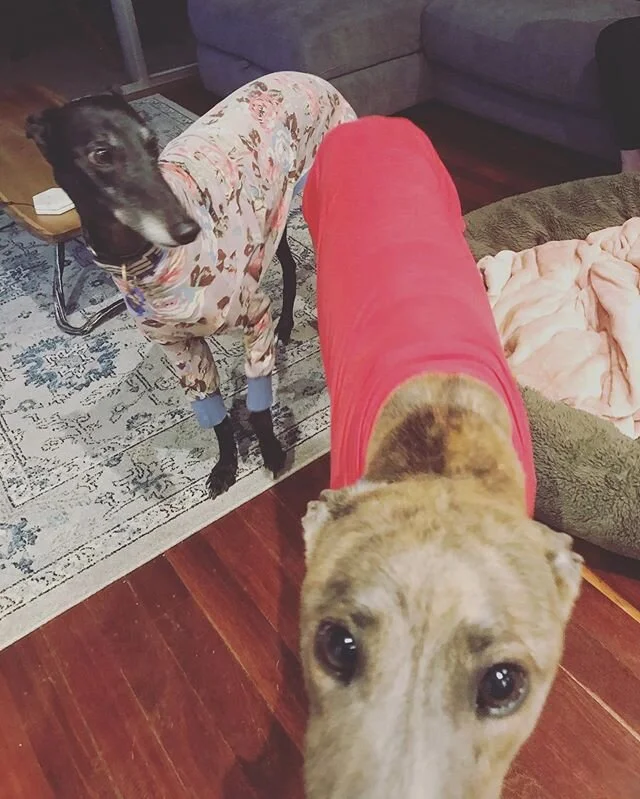 Aren&rsquo;t greyhounds supposed to be the lazy breed? Apparently that&rsquo;s until the camera comes out for cute snoozing pics and then it comes zoomie time! Max is a new adoptee and now little bro to beautiful Kayla. Some interesting behaviours to work through which highlighted how unique every dog&rsquo;s story is. I really looking forward to hearing about their progress ❤️ #greyhoundsofinstagram #greyhound #greyhoundrescue #greyhoundlove #adoption #rescue #rescuedog #rescuedogsofinstagram