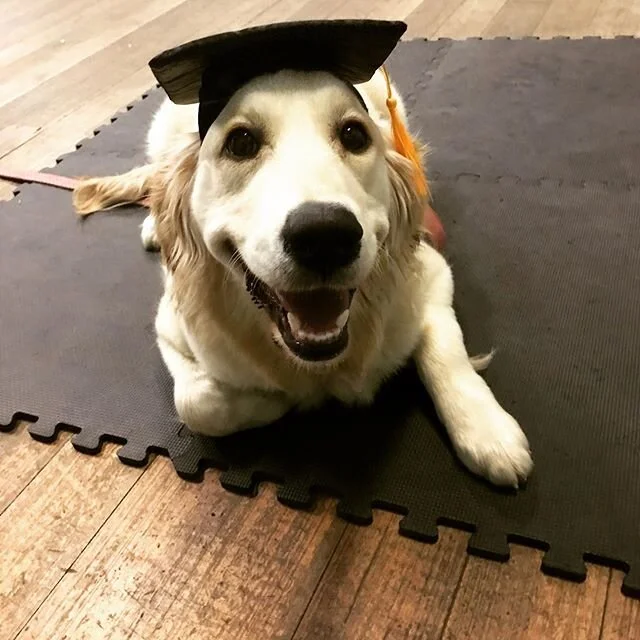 These two are just too much 🥰 Finishing up their Rookies course from pre-lockdown. They worked off lead today absolutely nailing their foundation skills as well as doing some fun tricks. Well done Nala and Lola, you&rsquo;ve both well and truly earned your graduations next week! #dogschool #graduating #learningisfun #tailswerewagging #goldenretriever #germanwirehairedpointer #teenagers #goodkids #allsmiles