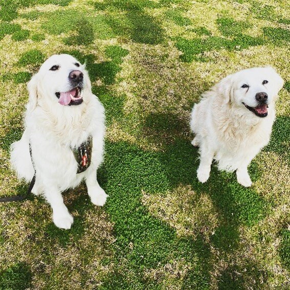 Happy 4th birthday stunningly handsome Murphy. Lil and I loved seeing you this morning for some training and learning to feel safer making new friends. We can&rsquo;t wait to see you again super soon beautiful boy 🥰 #goldenretriever #goldenretriever