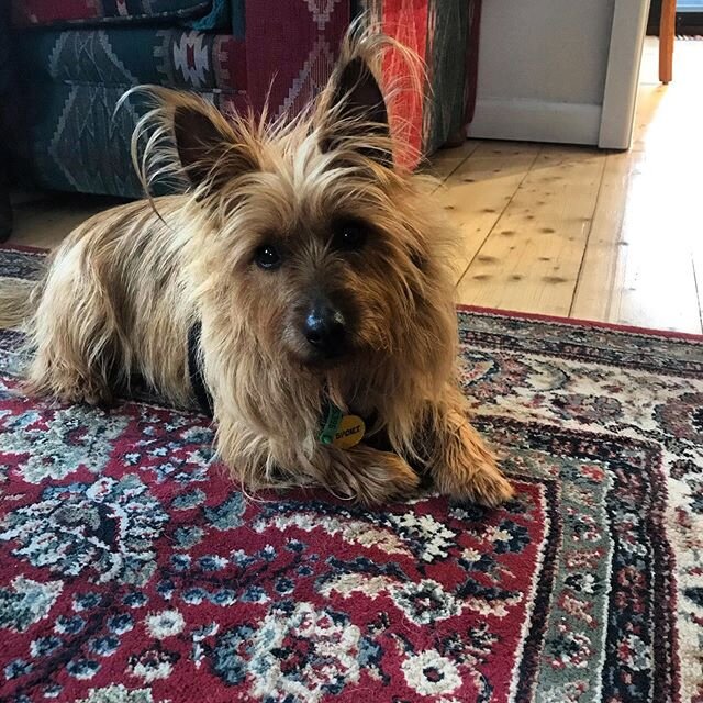 This face!!! Magic the Australian Silky Terrier for retraining crate conditioning at 4 years old after an unfortunate incident with crating a few months back. Crate training is super useful, especially for traveling, vet care, injury recovery, separa