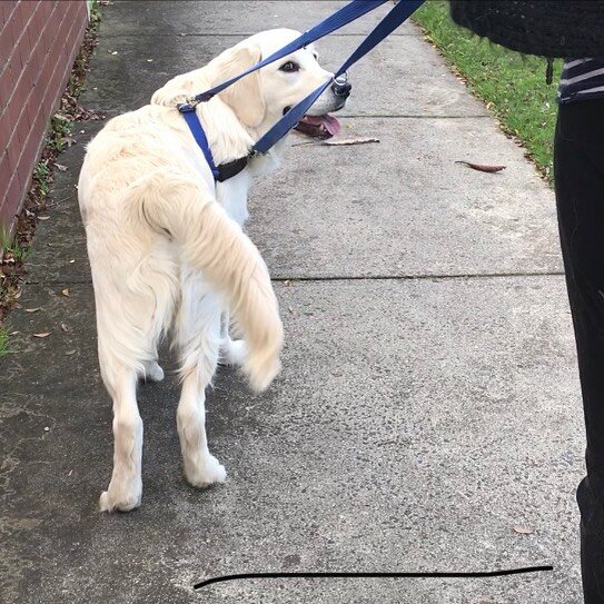 Bernie the goldie learning to check in with his human when out on walks. &ldquo;Are you sure I can&rsquo;t just pull you any which way I wanna go Ma?&rdquo; #goldenretriever #goldenretrievers #goldie #goldiepup #goldens #goldensofinstagram #leashtrai