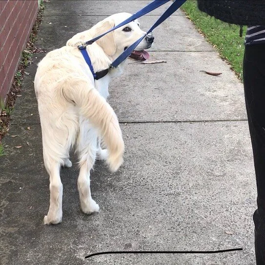 Bernie the goldie learning to check in with his human when out on walks. &ldquo;Are you sure I can&rsquo;t just pull you any which way I wanna go Ma?&rdquo; #goldenretriever #goldenretrievers #goldie #goldiepup #goldens #goldensofinstagram #leashtraining #looseleadwalking #lauramundydogtraining