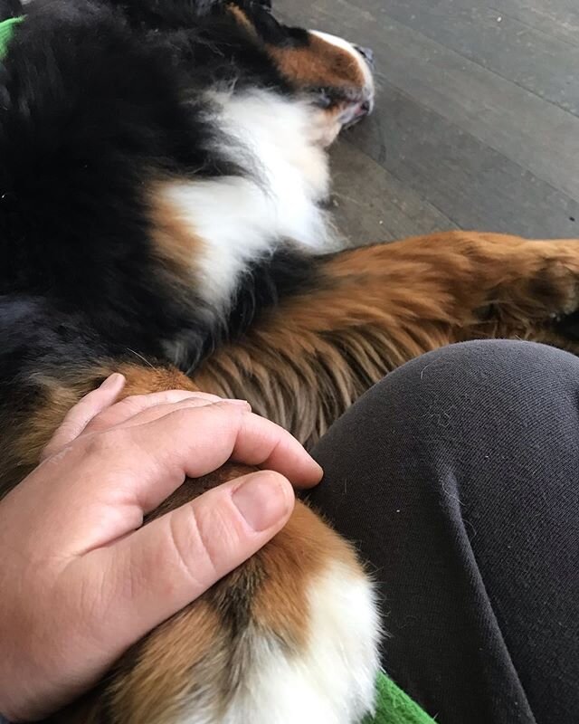 Nothing can get much better than getting to watch Jas teach an awesome puppy class while getting to snuggle with her stunning Berner boy Ernie displaying his divine nature and training. Well until we had a 9 week old Cocker interrupt us for an ear ba