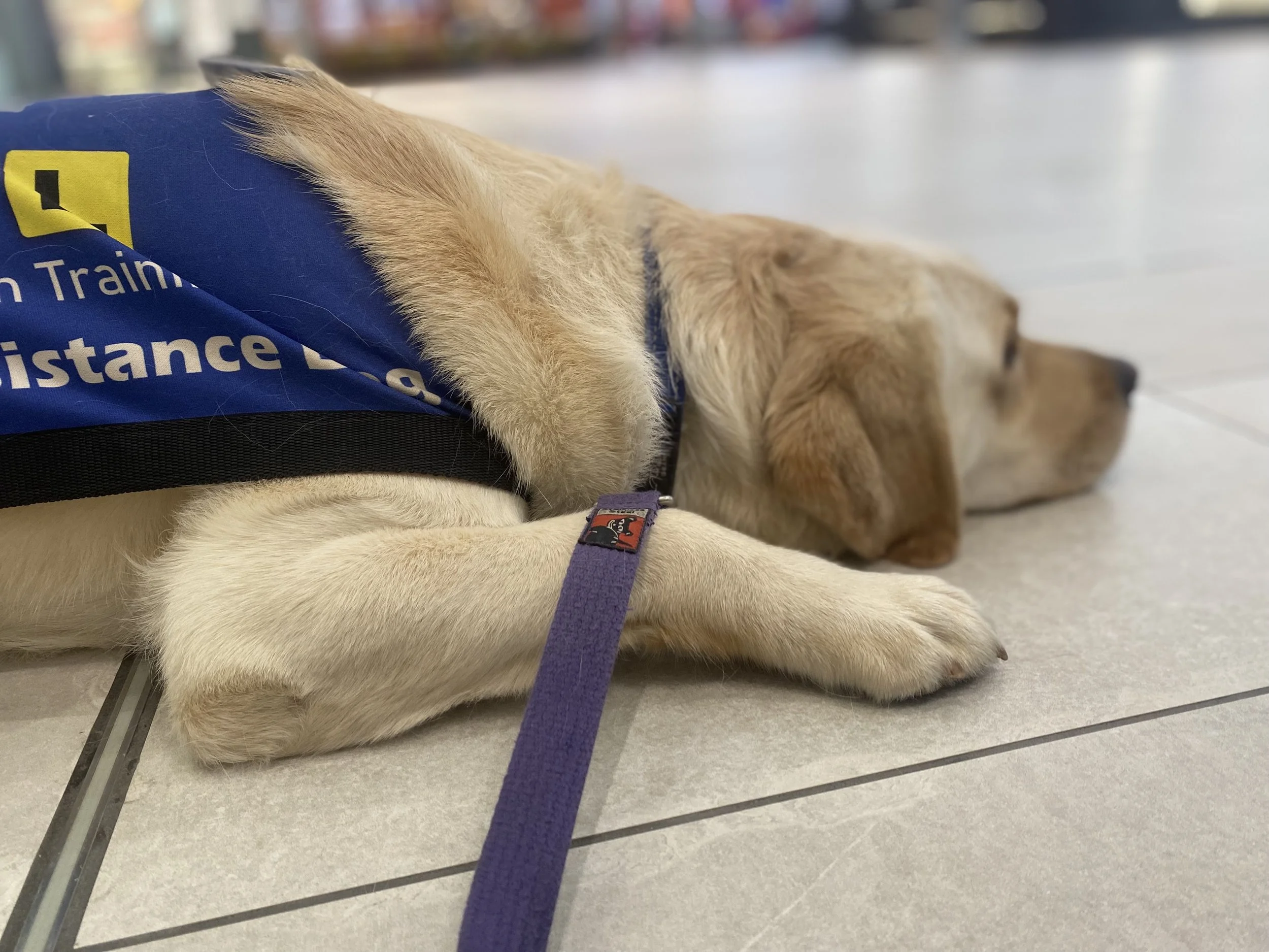 What to look out for when choosing an assistance dog trainer.