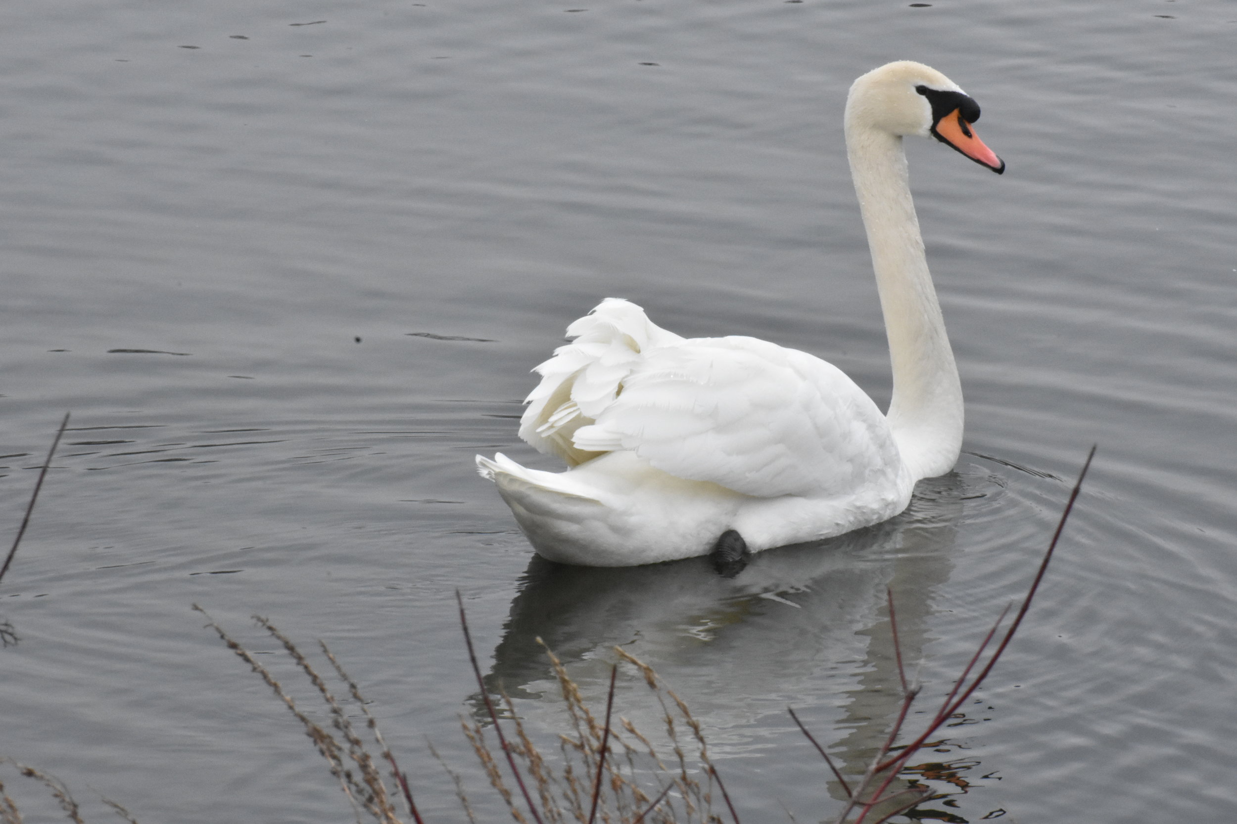Mute Swan (Cygnus olor) - Stare Down