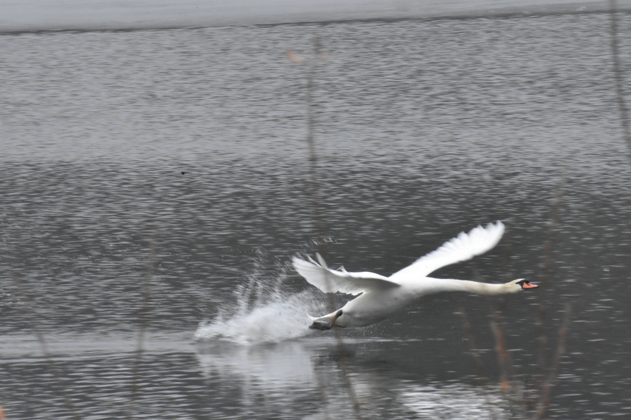 Mute Swan (Cygnus olor) - Skim