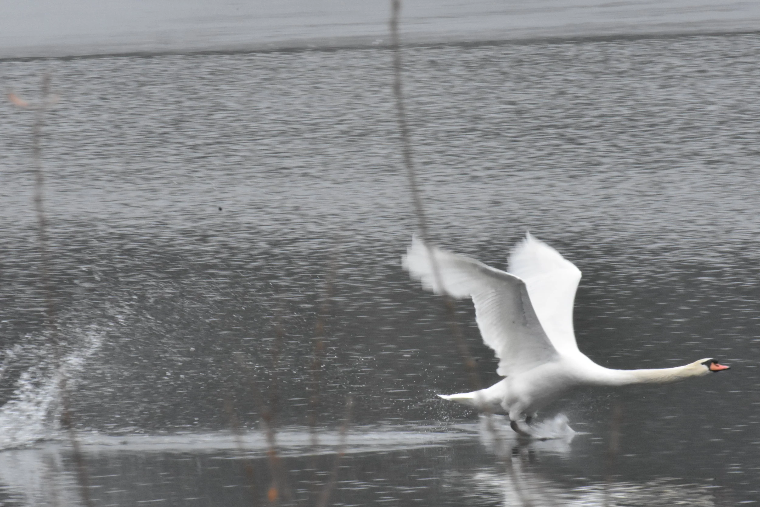 Mute Swan (Cygnus olor) - Landing