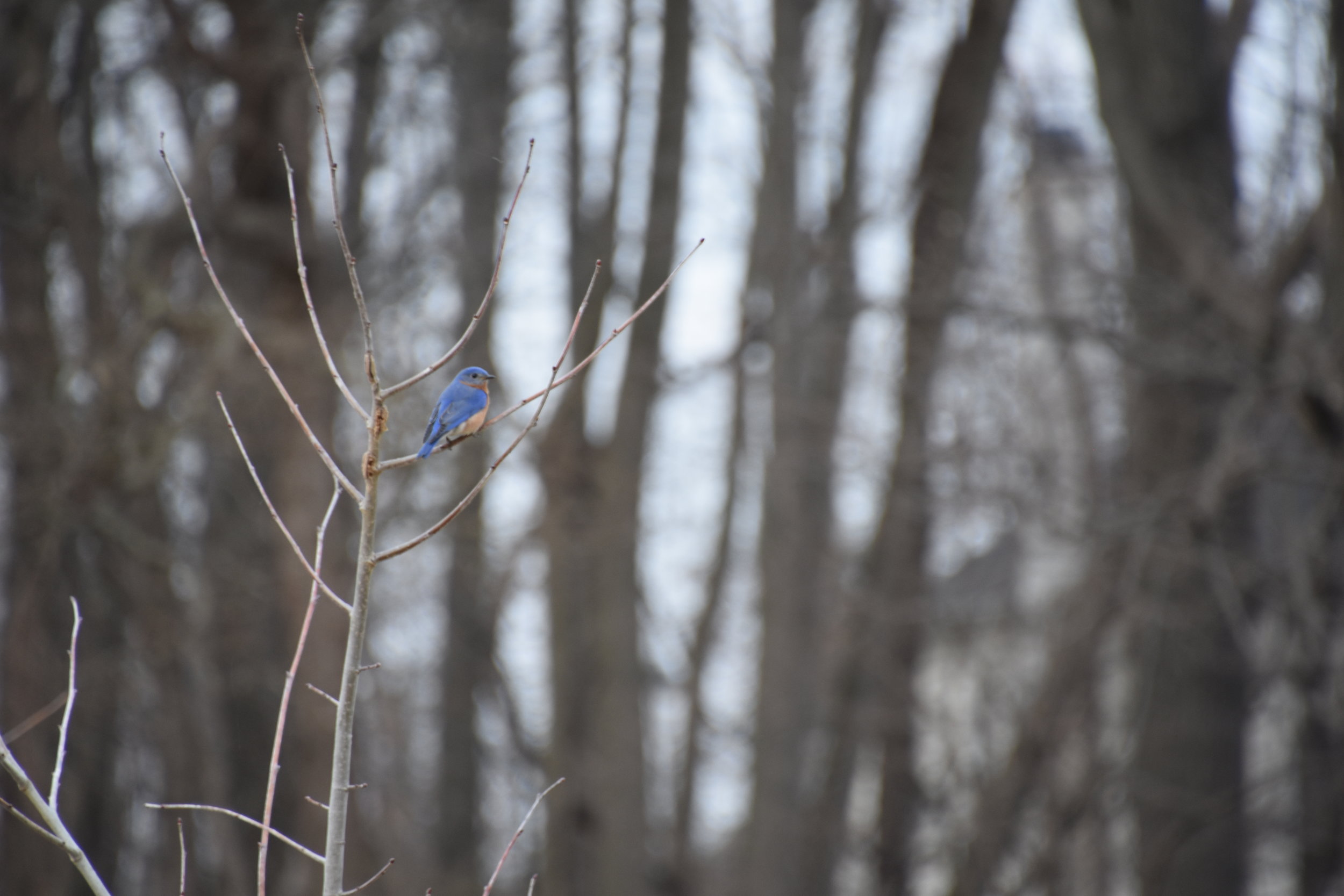 Eastern Bluebird (Sialia sialis) - East 40