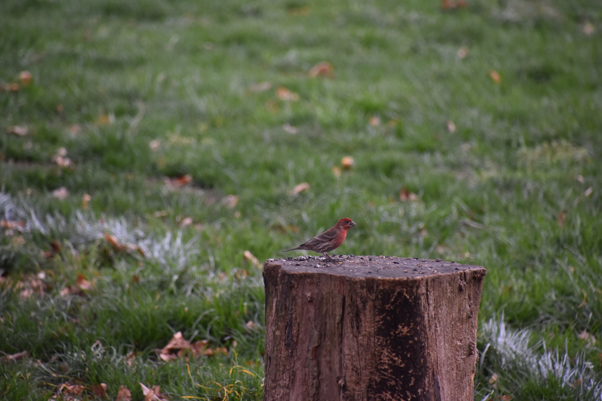 House Finch (Haemorhous mexicanus) - Stump Chillin