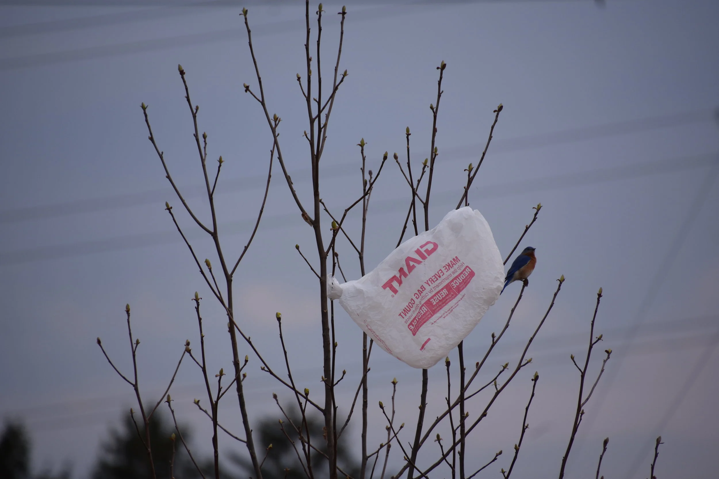 Eastern Bluebird (Sialia sialis) - Grocery Bag